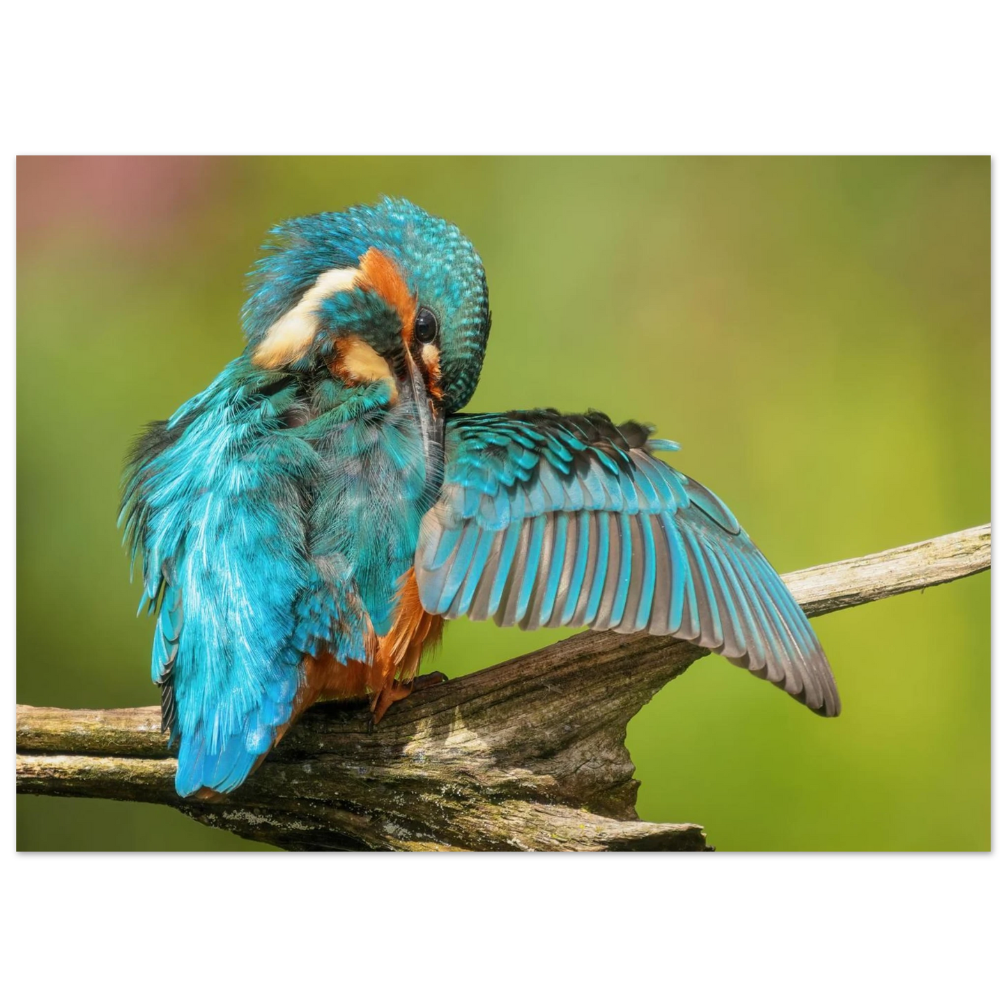 Wandbild eisvogel lebendige farbenpracht der natur auf leinwand