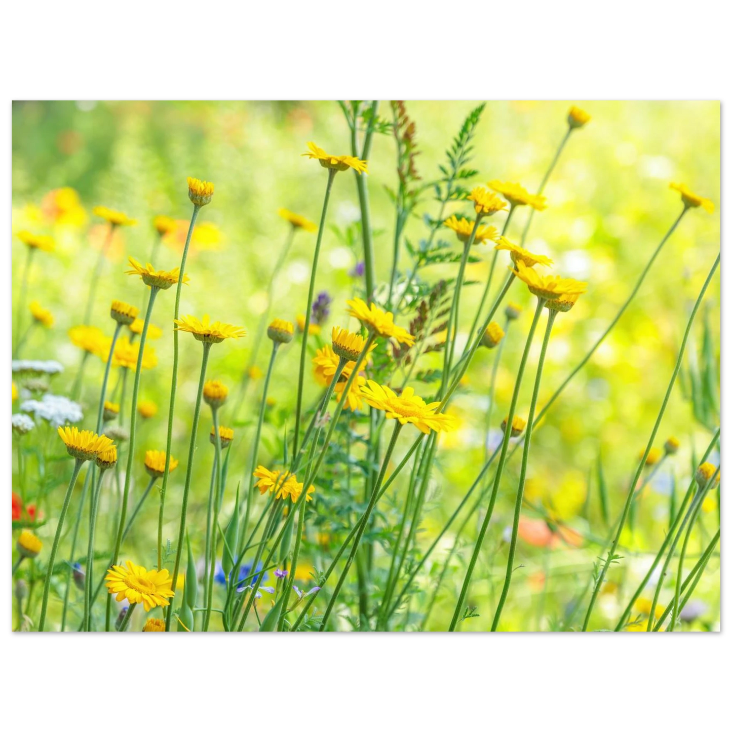 Wandbild sunshine meadow lebendiger blumen druck in verschiedenen groessen