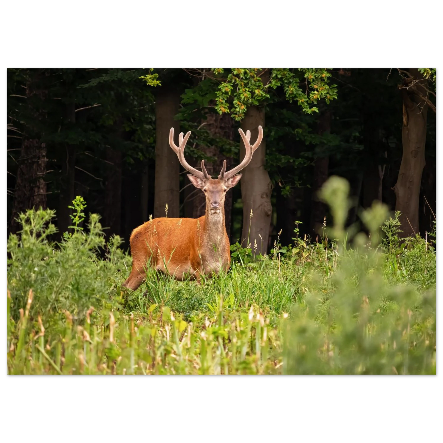 Wandbild majestaetischer hirsch im wald ein wildnis statement fuer ihr zuhause in verschiedenen groessen