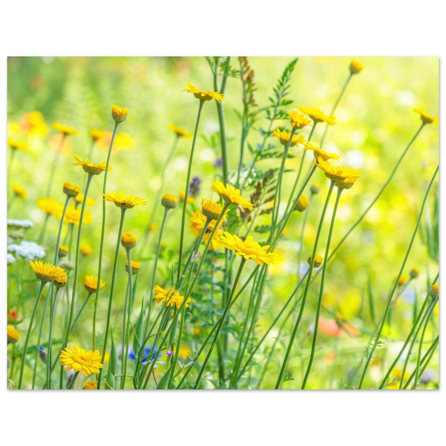 Wandbild sunshine meadow lebendiger blumen druck in verschiedenen groessen