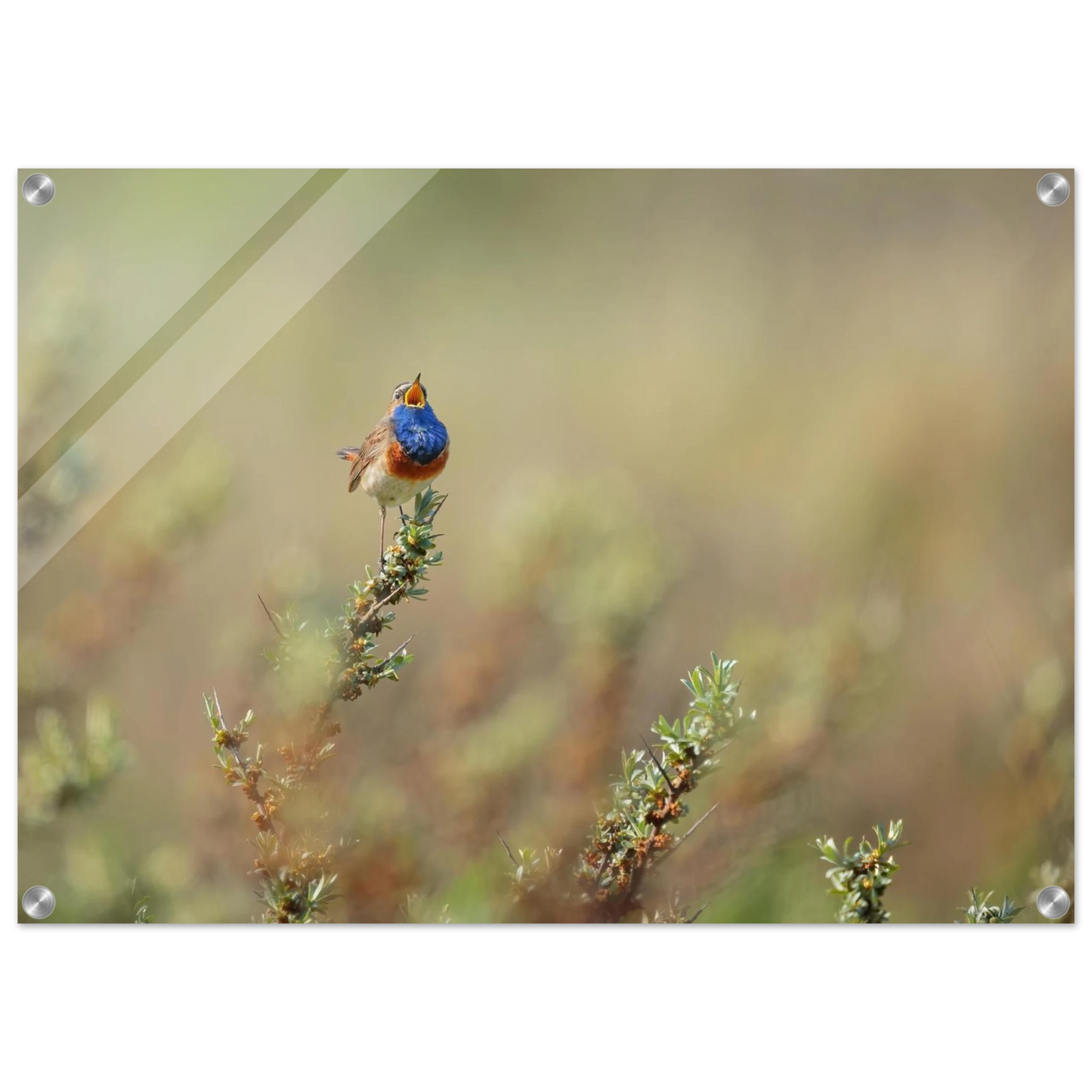 Wandbild lebendige nachtigall ein meisterwerk der naturfotografie fuer ihr zuhause