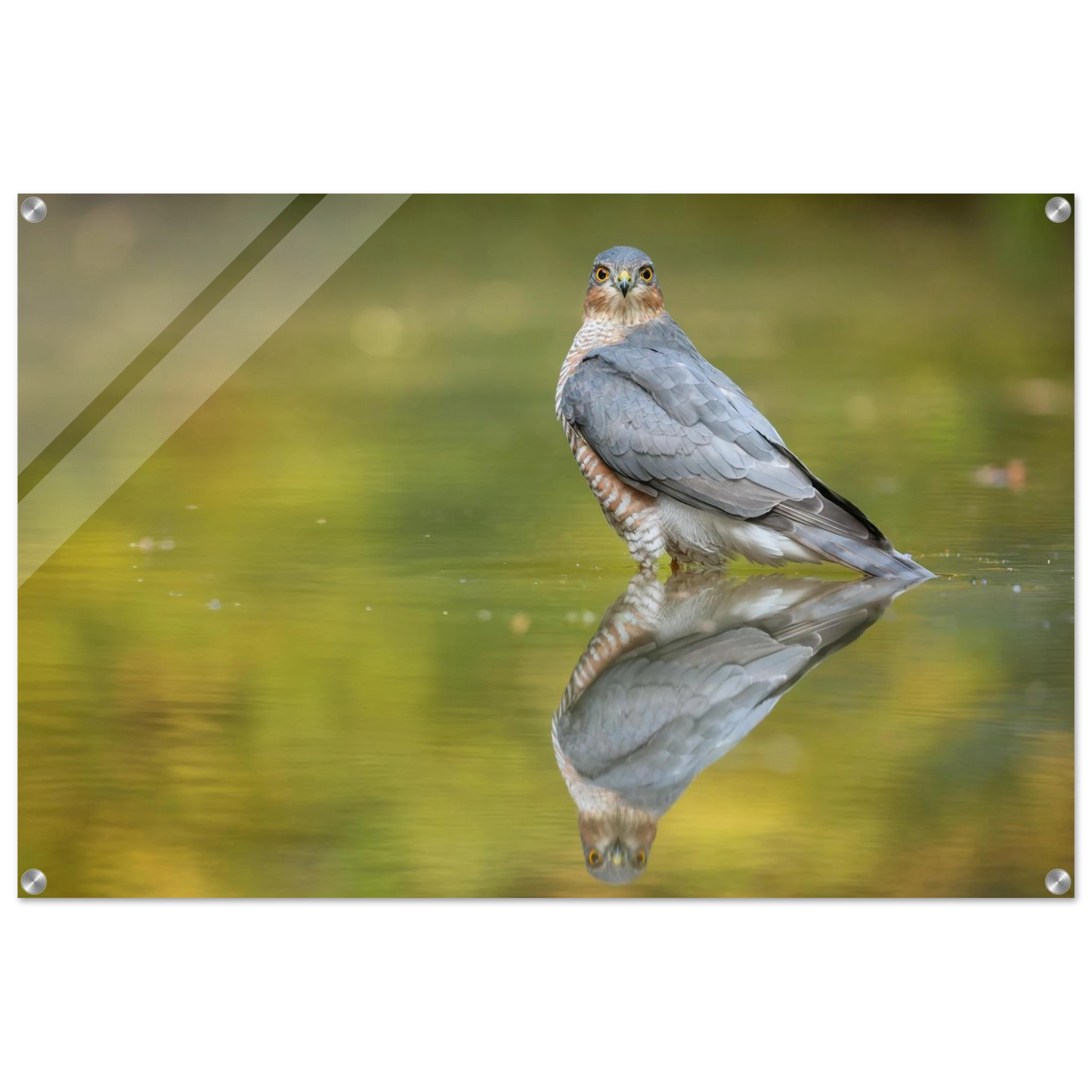 Wandbild mystischer sperber im morgengold faszinierende wildtierfotografie in ihrer wunschgroesse