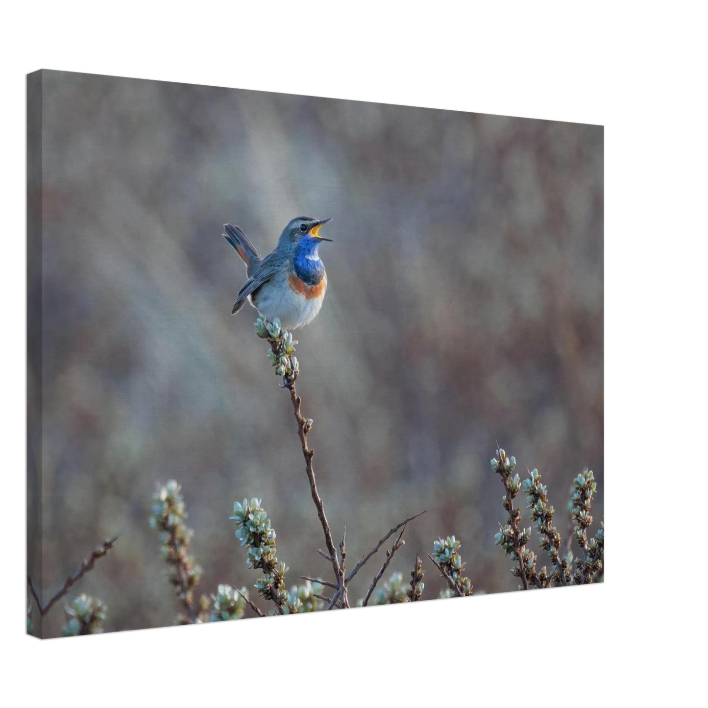 Wandbild blaukohlkehlchen im gesang naturkunst in lebendigen farben in ihrer wunschgroesse
