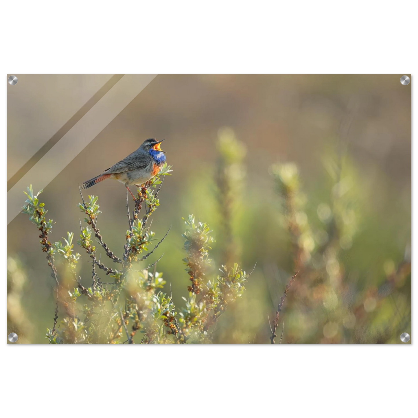 Wandbild singendes blaukehlchen lebendige naturfotografie als wandbild in verschiedenen groessen