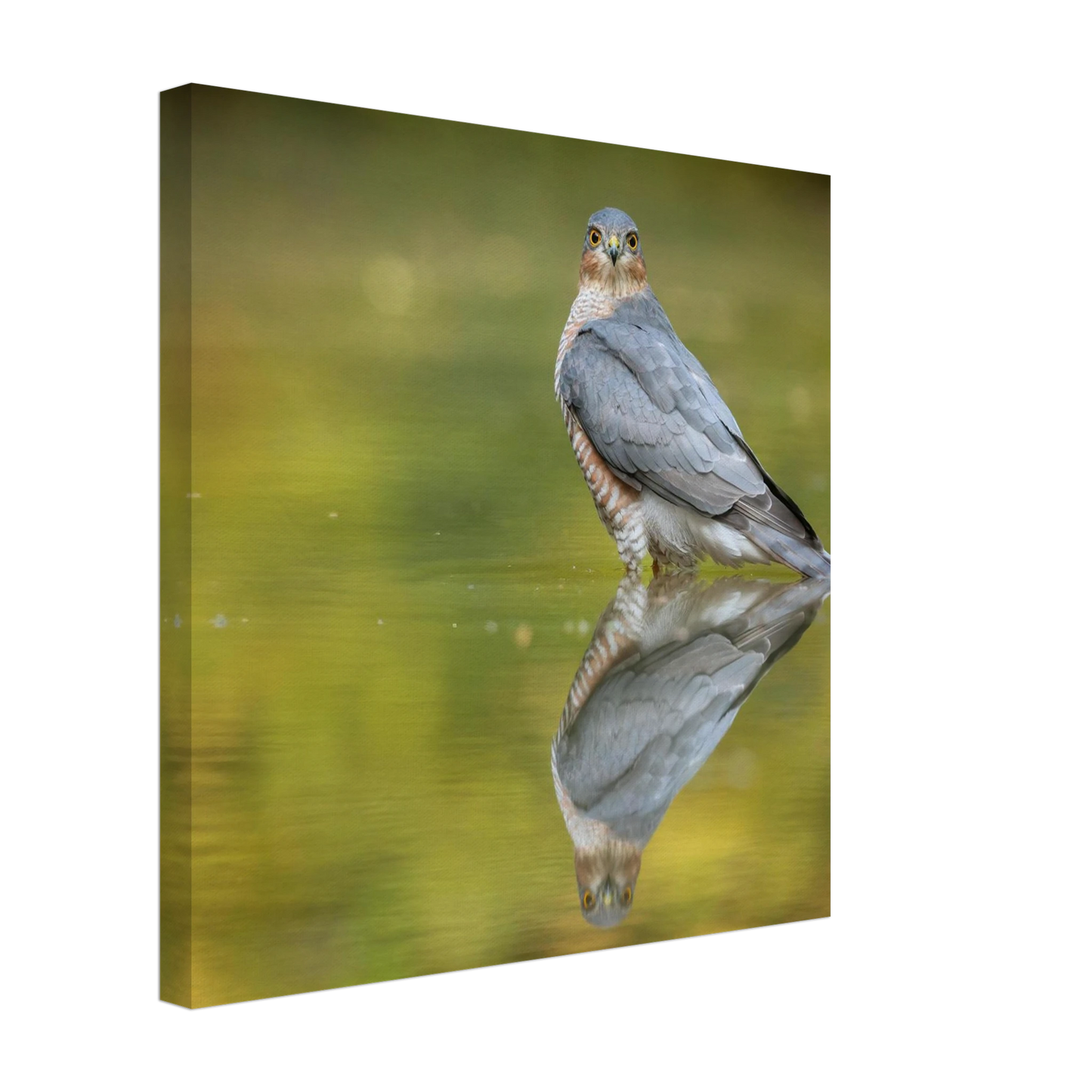 Wandbild mystischer sperber im morgengold faszinierende wildtierfotografie in ihrer wunschgroesse