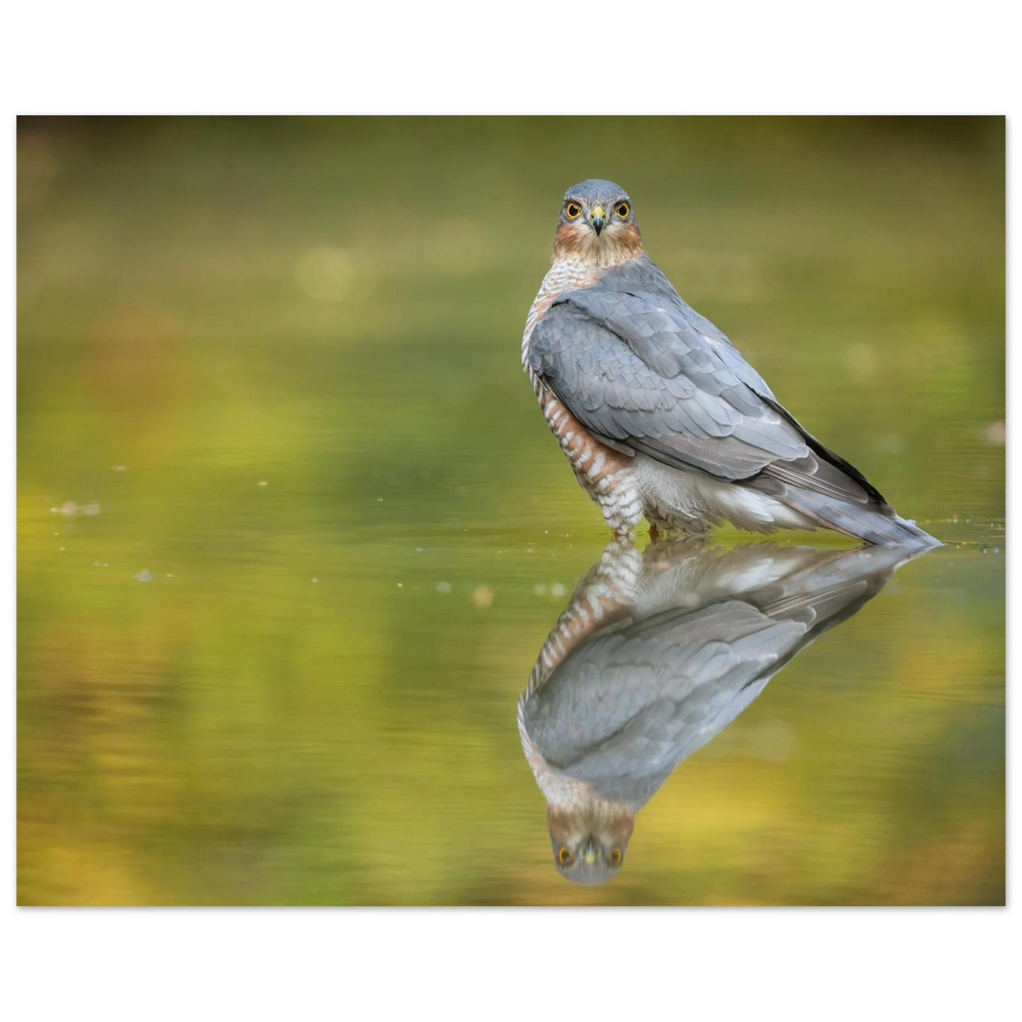 Wandbild mystischer sperber im morgengold faszinierende wildtierfotografie in ihrer wunschgroesse