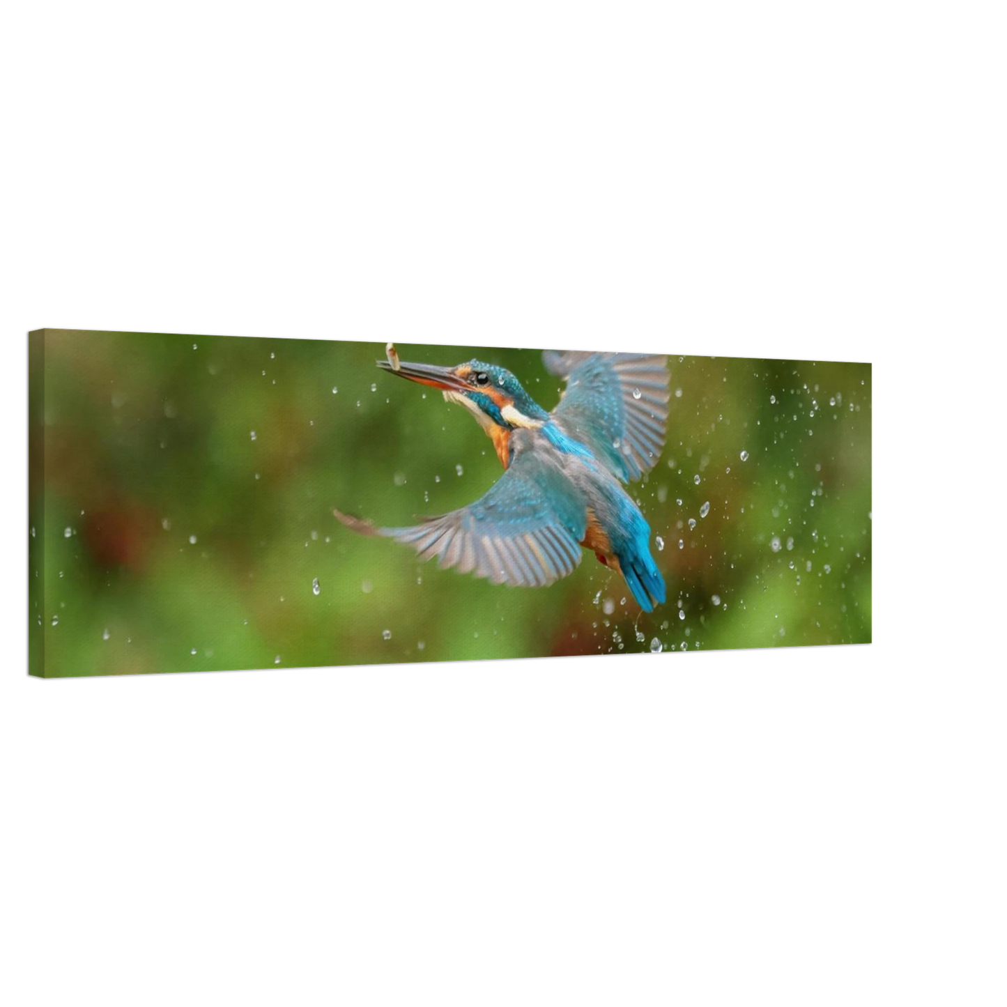 Wandbild eisvogel lebendige tierfotografie mit lebhaften blautoenen