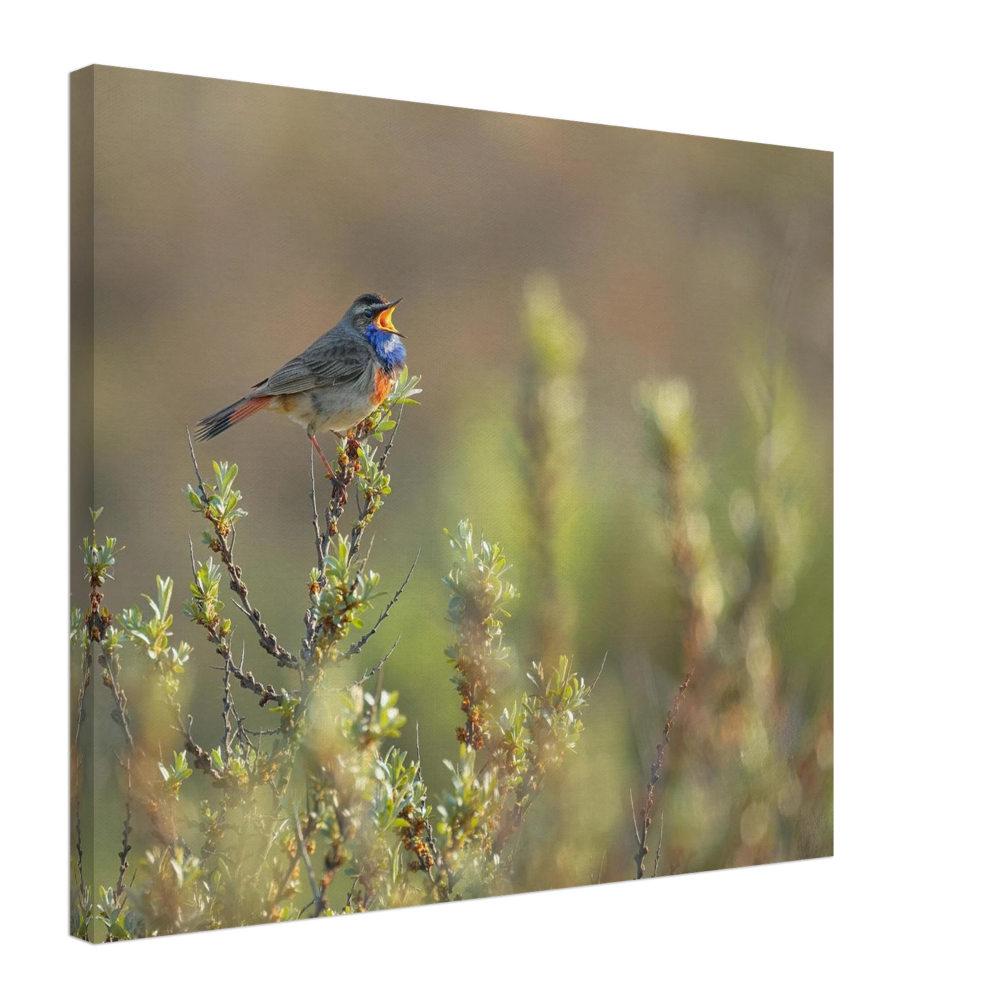 Wandbild singendes blaukehlchen lebendige naturfotografie als wandbild in verschiedenen groessen