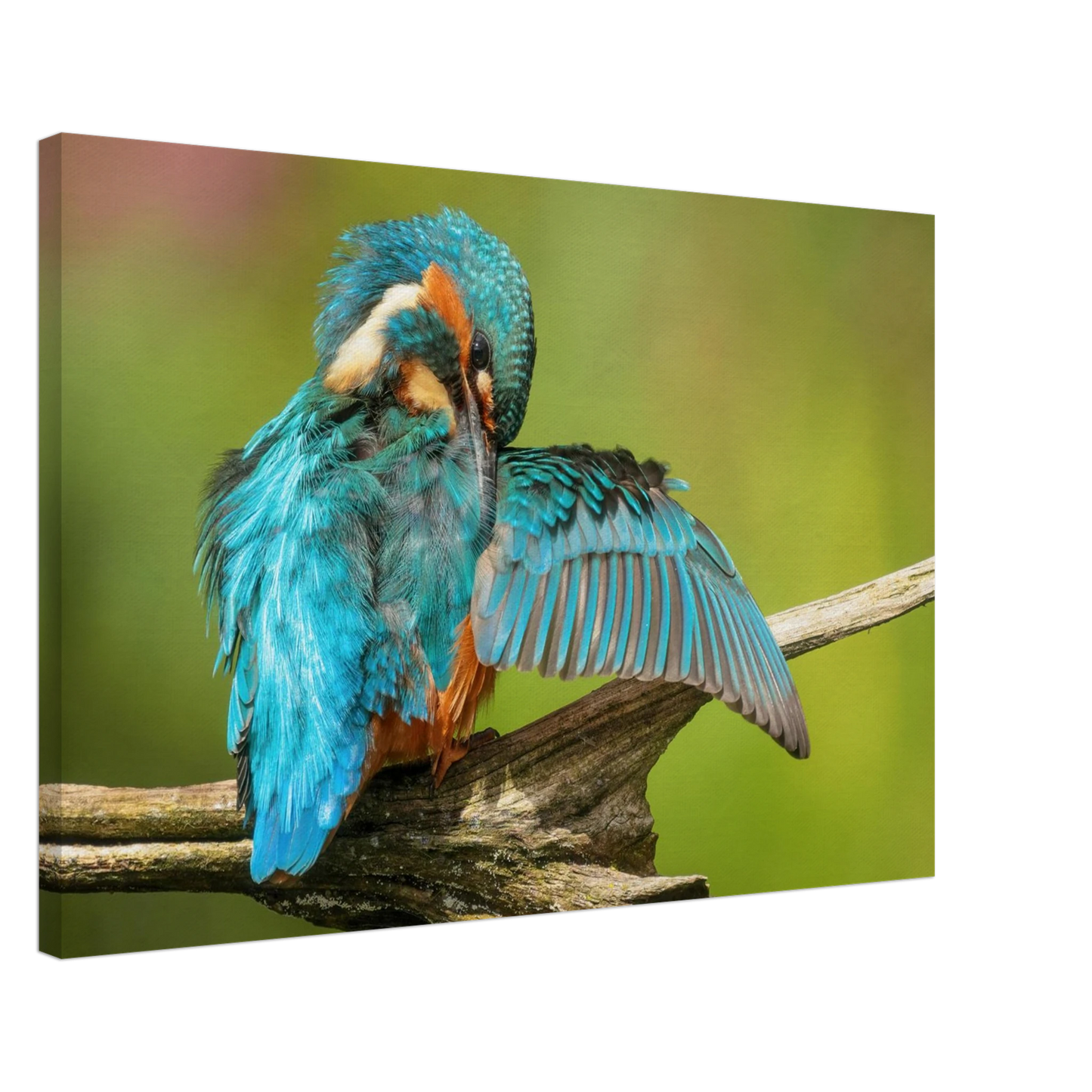 Wandbild eisvogel lebendige farbenpracht der natur auf leinwand