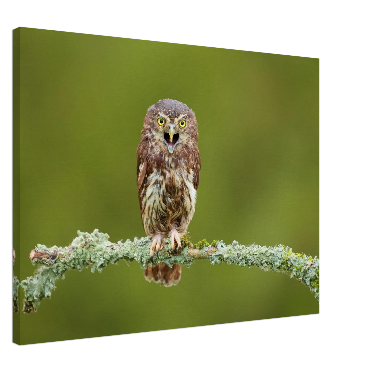 Wandbild rufer der wildnis faszinierendes eulen portraet mit leuchtenden augen fuer ihr zuhause