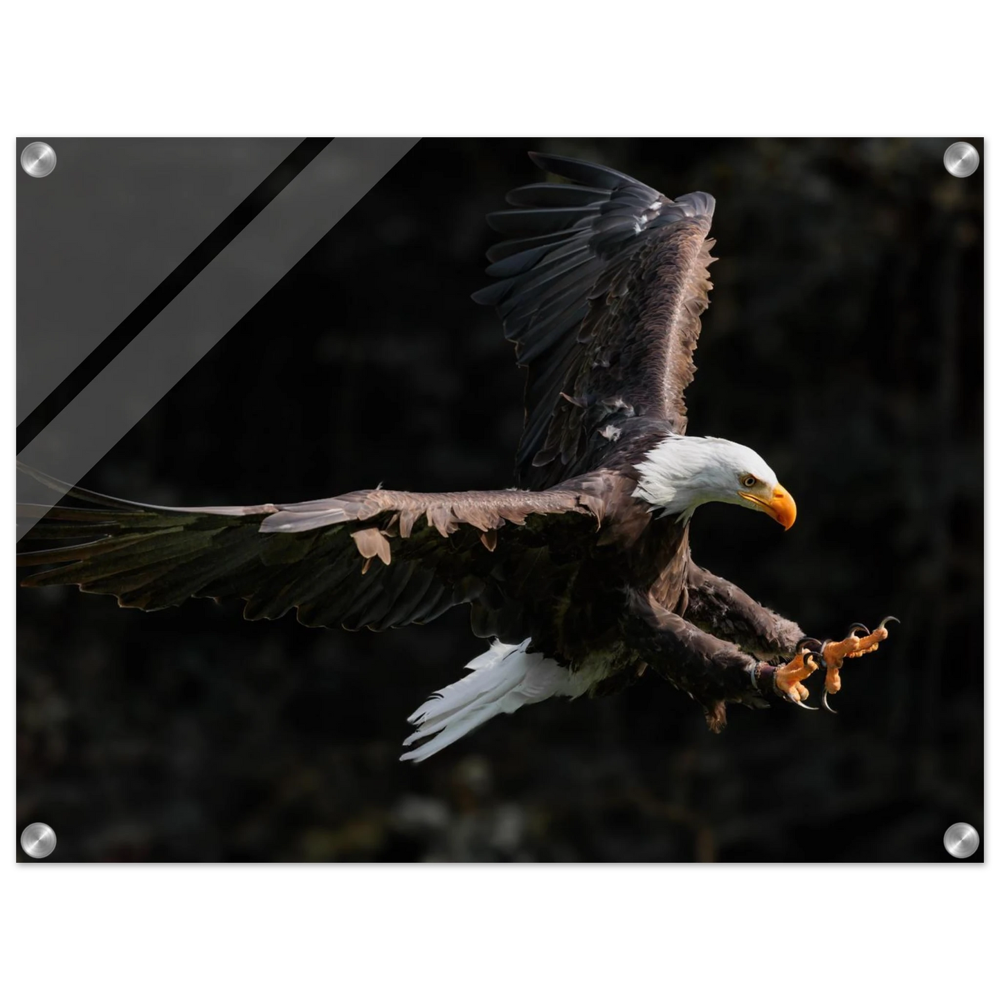 Wandbild majestaetischer weisskopfseeadler im flug freiheit staerke in ihrer wunschgroesse