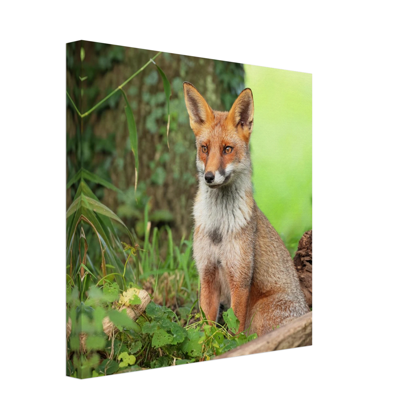 Wandbild majestaetischer rotfuchs ein augenblick der ruhe in der natur erhaeltlich in zahlreichen groessen