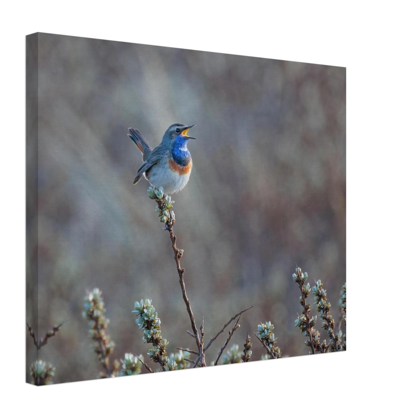 Wandbild blaukohlkehlchen im gesang naturkunst in lebendigen farben in ihrer wunschgroesse