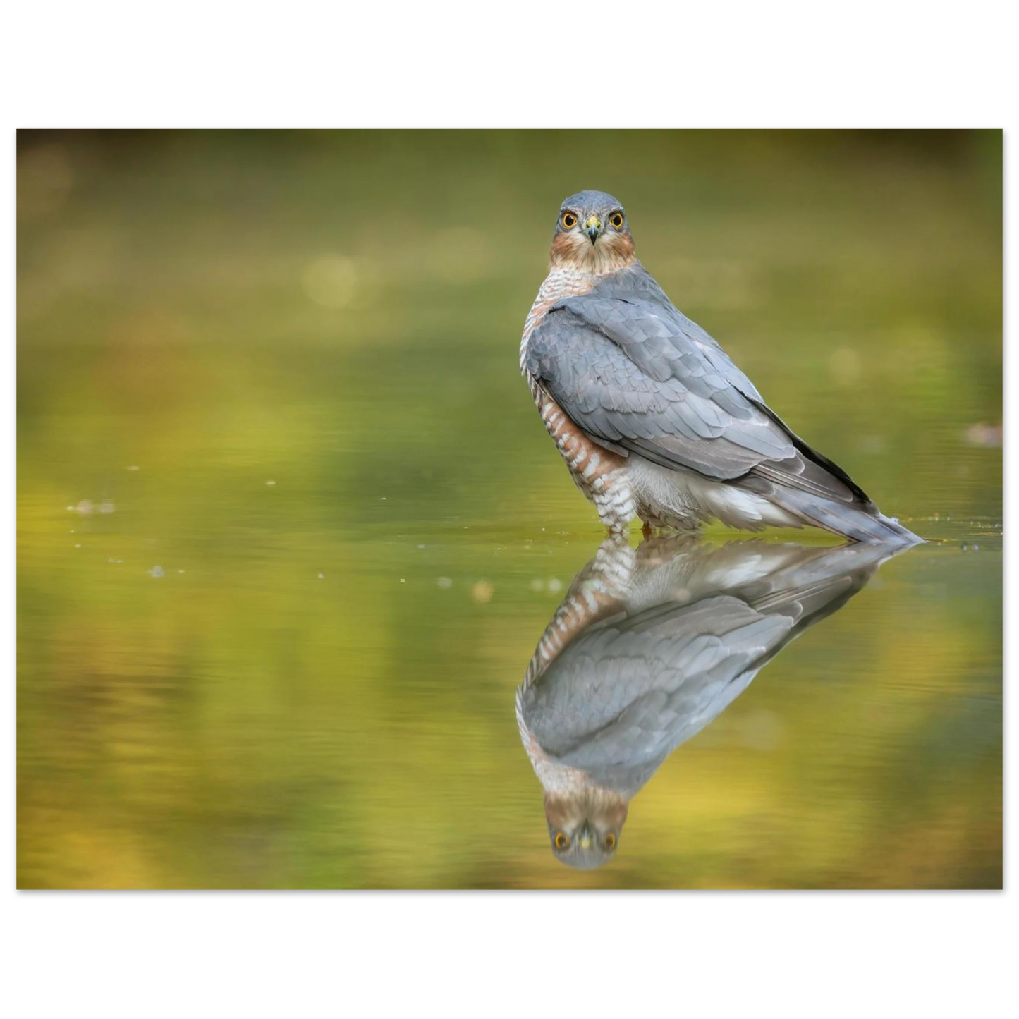 Wandbild mystischer sperber im morgengold faszinierende wildtierfotografie in ihrer wunschgroesse