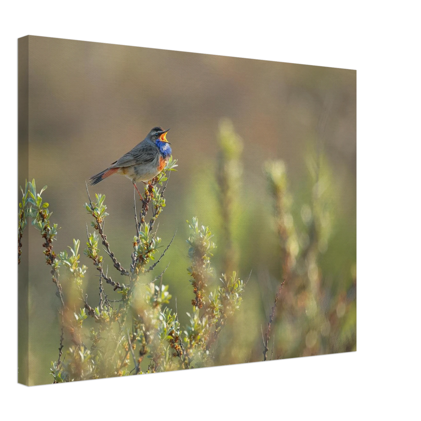 Wandbild singendes blaukehlchen lebendige naturfotografie als wandbild in verschiedenen groessen
