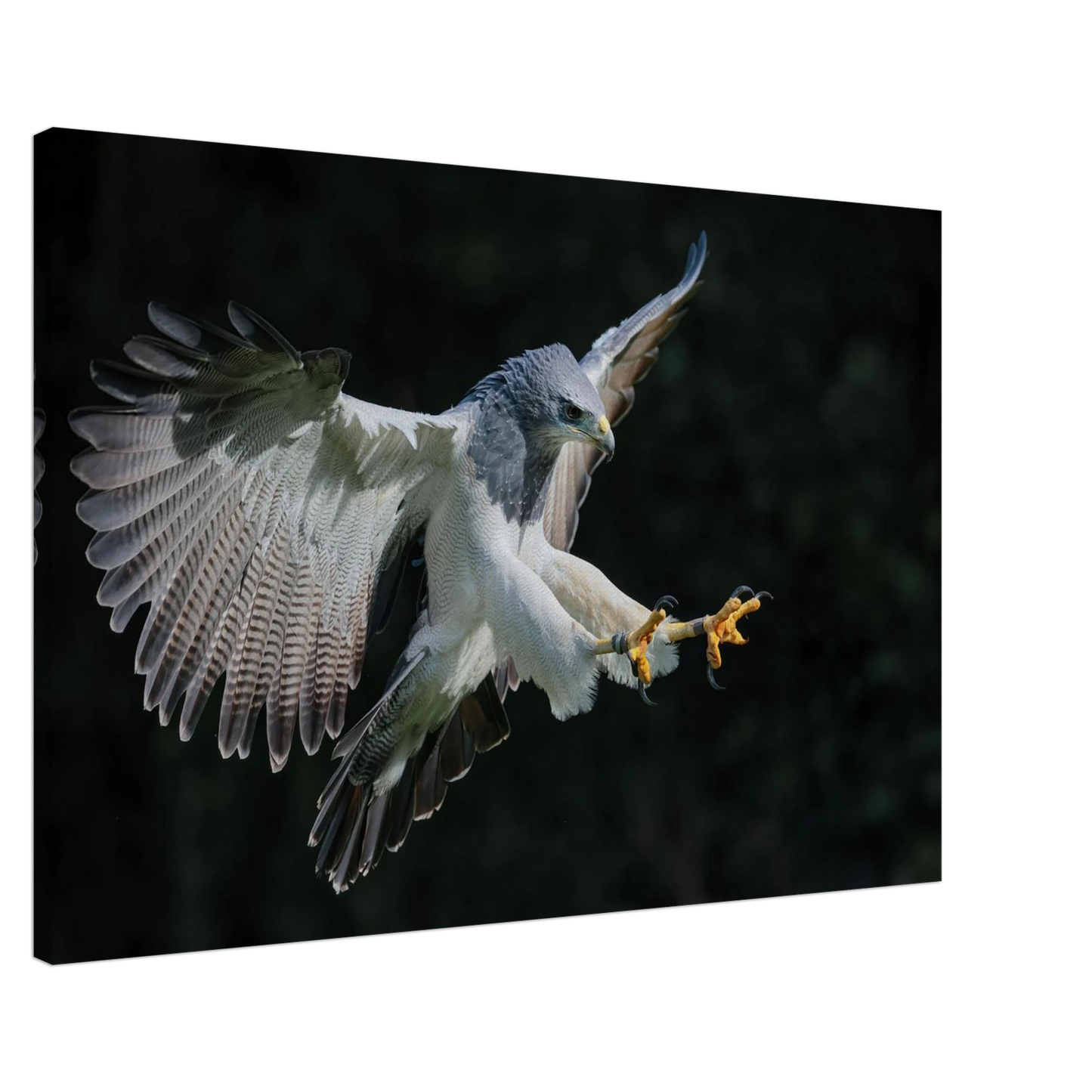 Wandbild majestaetischer schwarzbrustbussard im flug atemberaubende tierfotografie fuer ihr zuhause