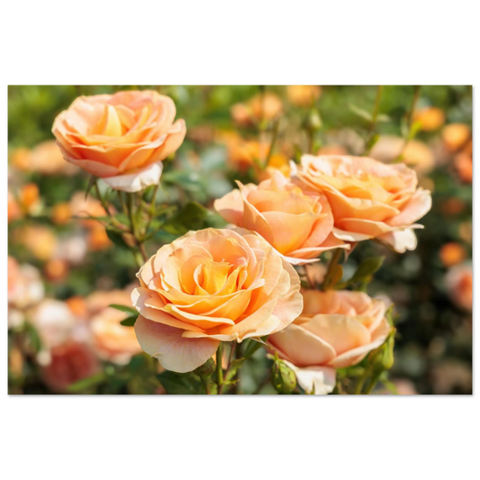 Wandbild romantische pfirsichrosen im sonnenschein botanische kunst fuer ihr zuhause in vielen groessen