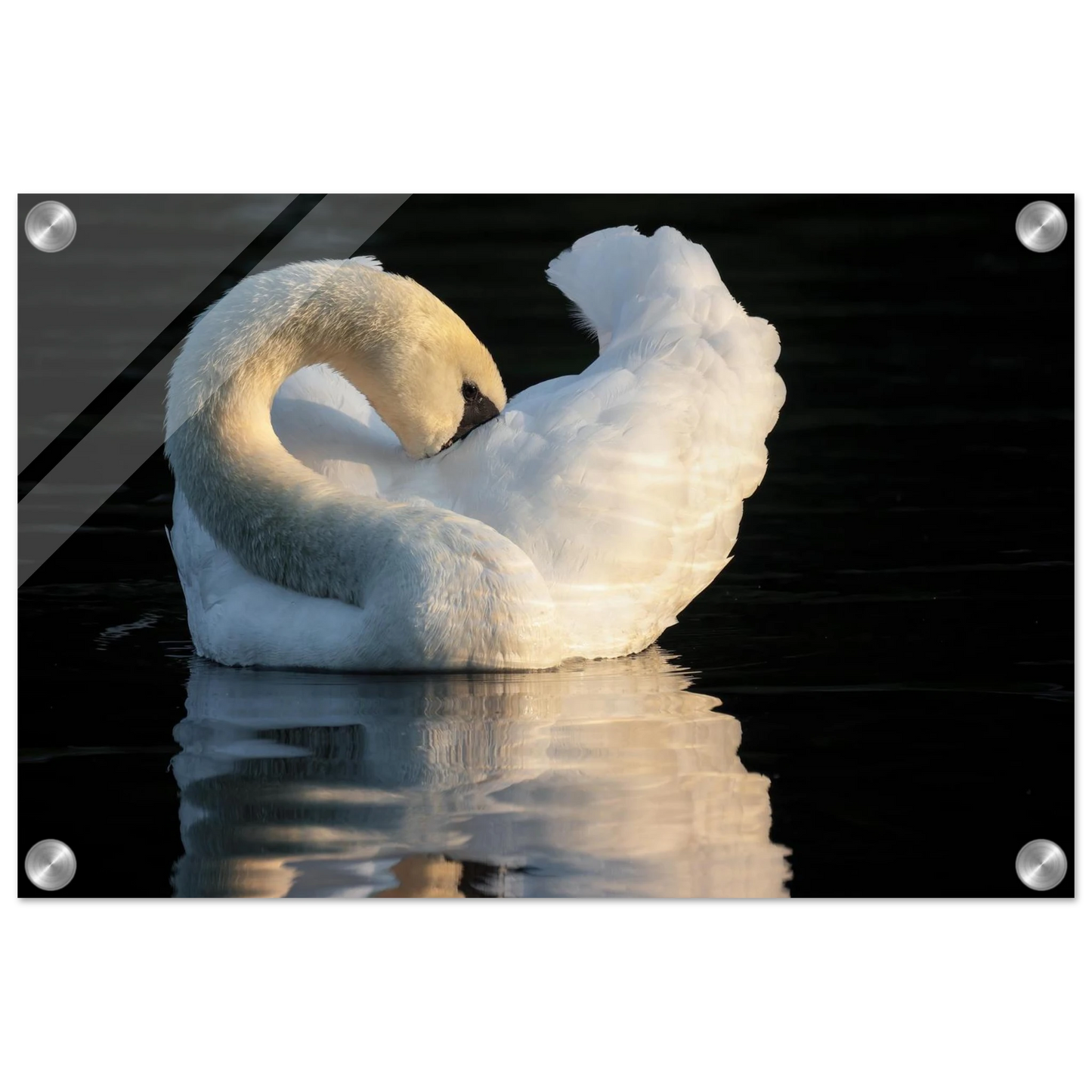 Wandbild schwan bei sonnenuntergang elegante wandkunst fuer ihr zuhause