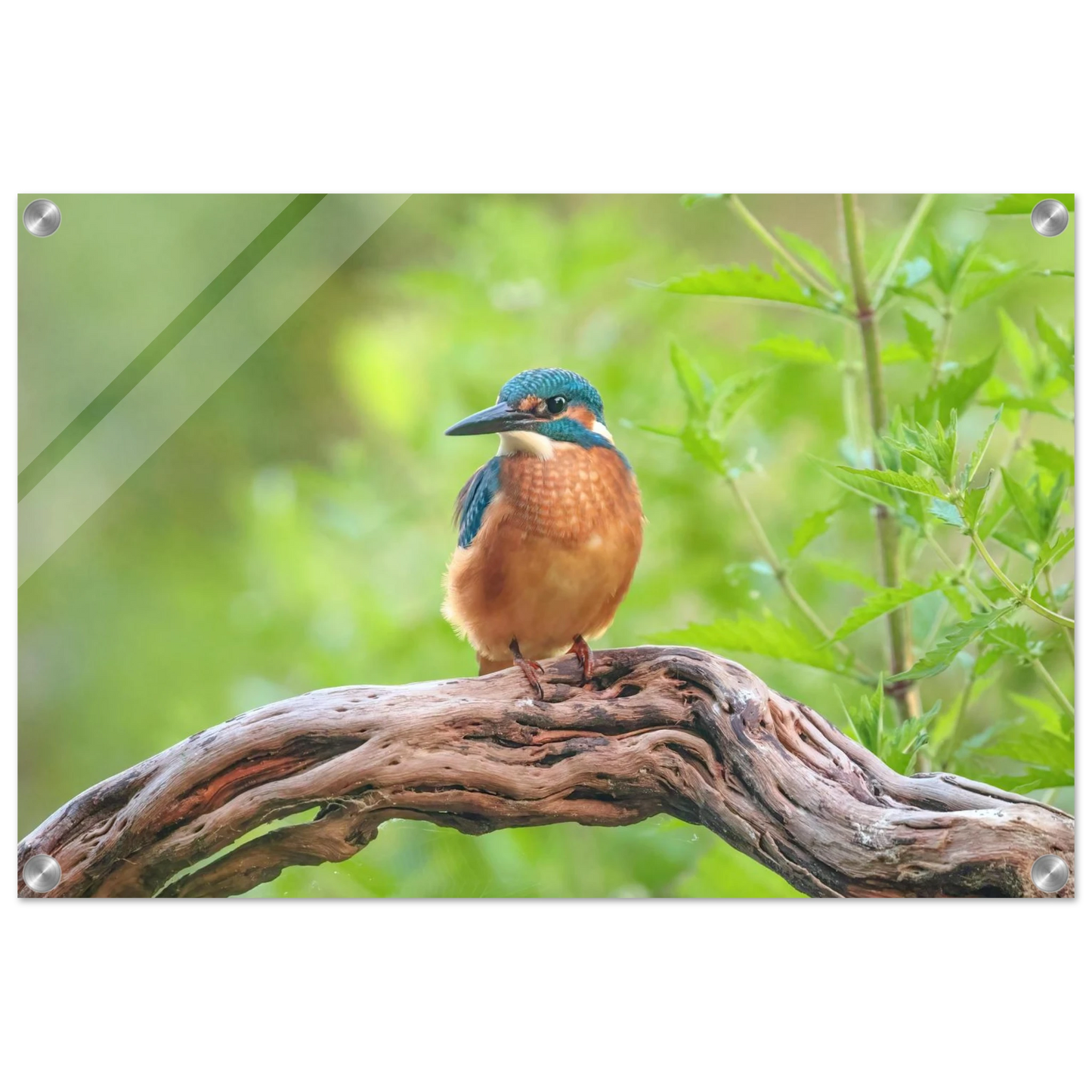 Wandbild eisvogel lebendige naturkunst fuer ihr zuhause in ihrer wunschgroesse 2