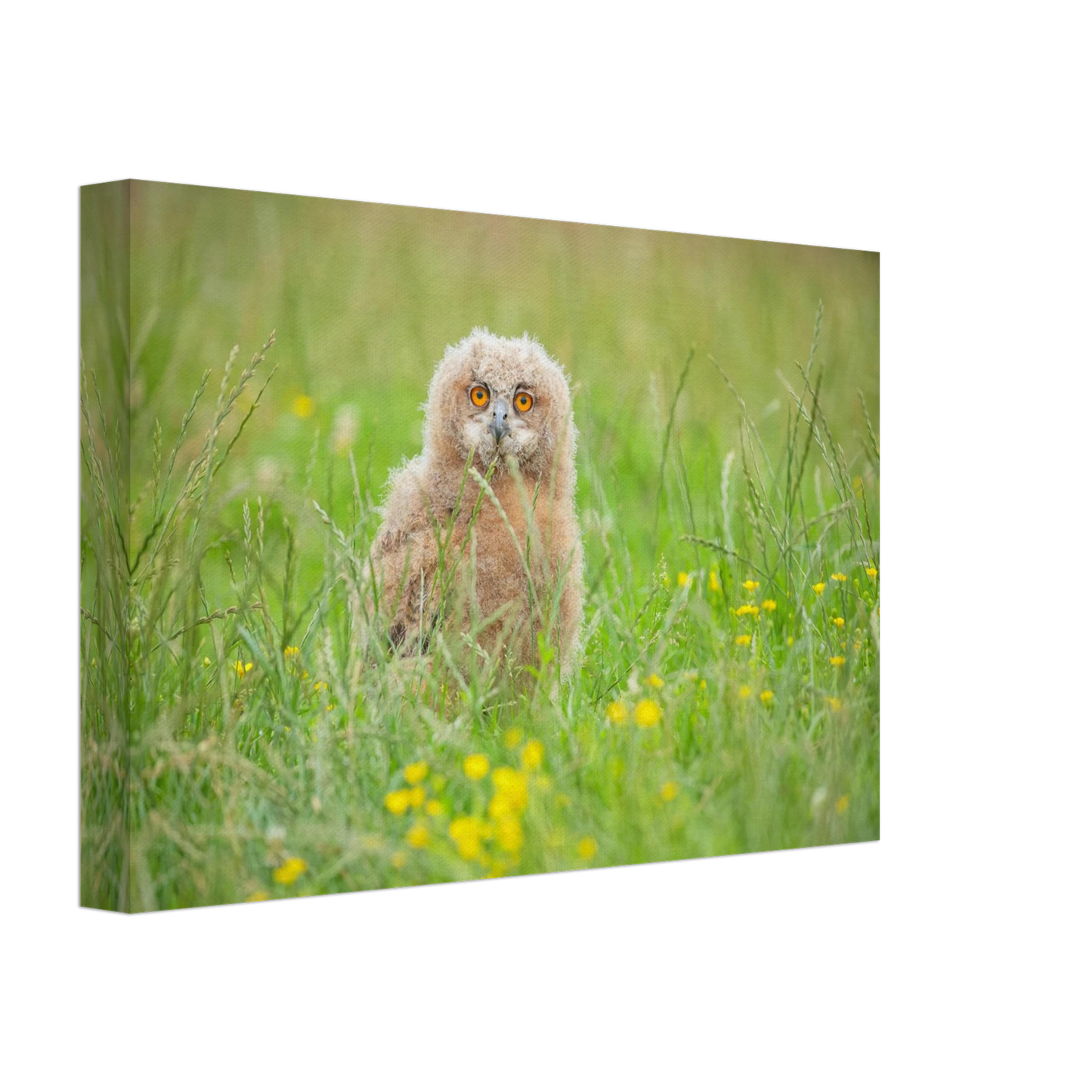 Wandbild junges eulenkueken im gras ein bezaubernder anblick fuer ihr zuhause in vielen groessen