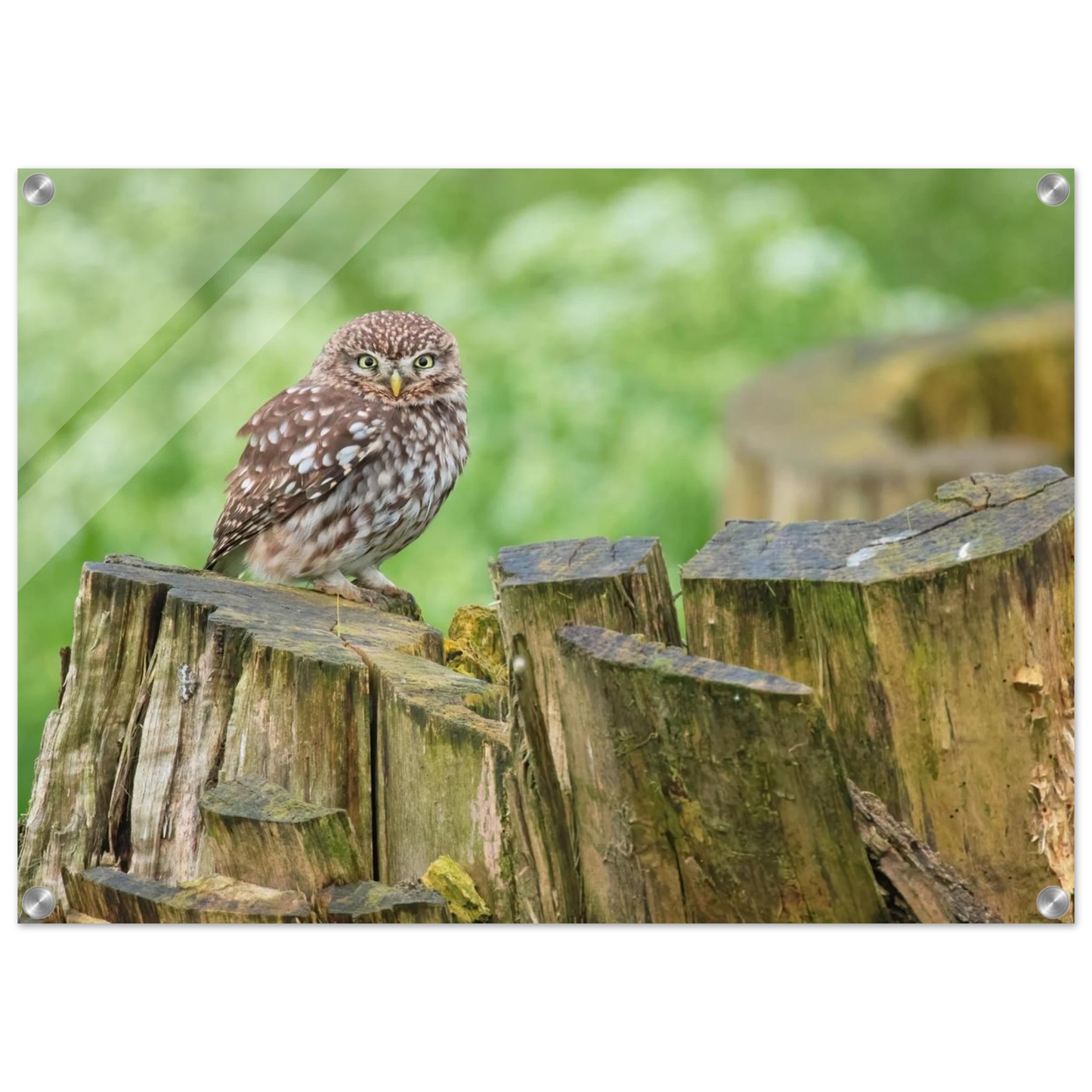 Wandbild mystische kleine eule faszinierendes kunstwerk fuer natur und tierliebhaber in vielen groessen