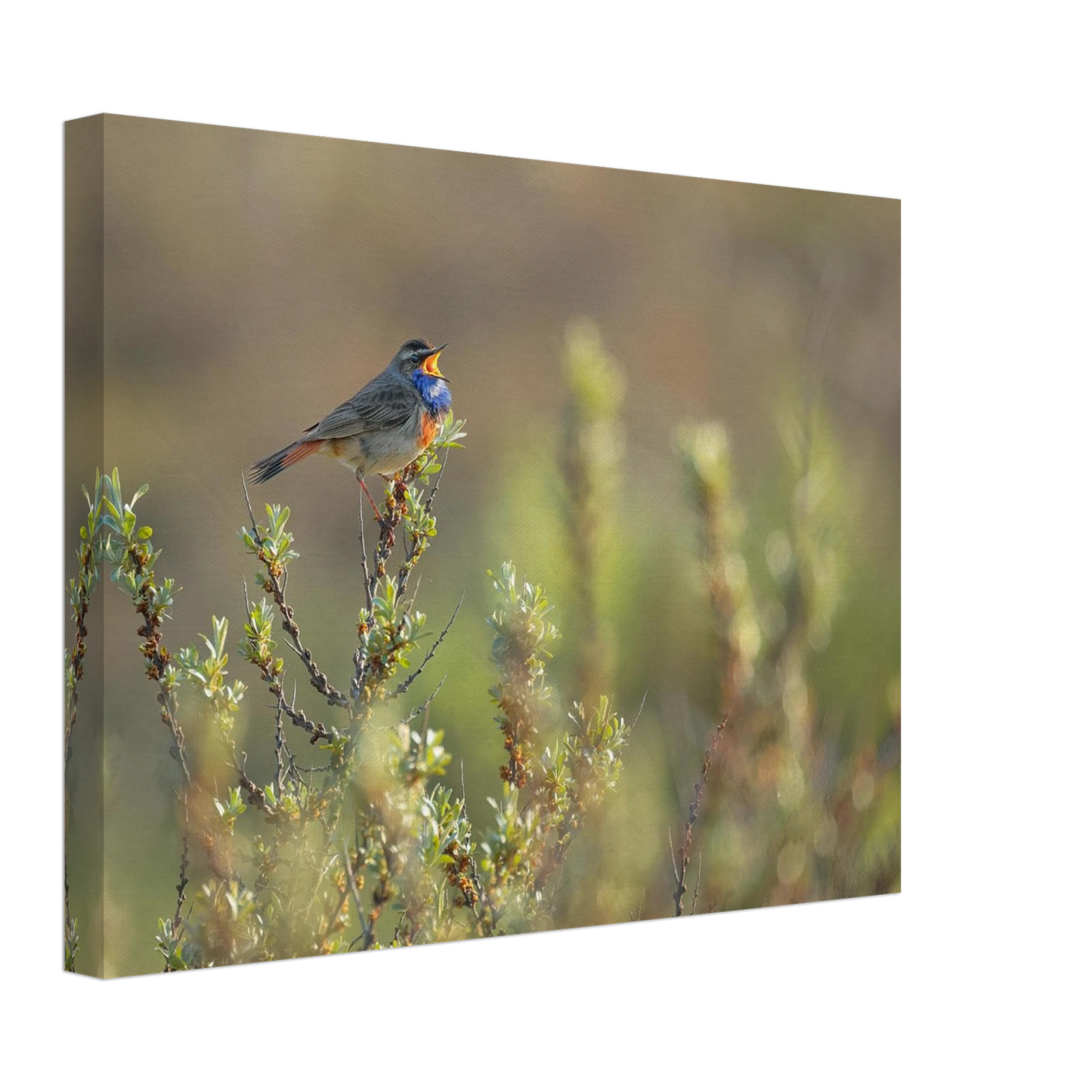 Wandbild singendes blaukehlchen lebendige naturfotografie als wandbild in verschiedenen groessen