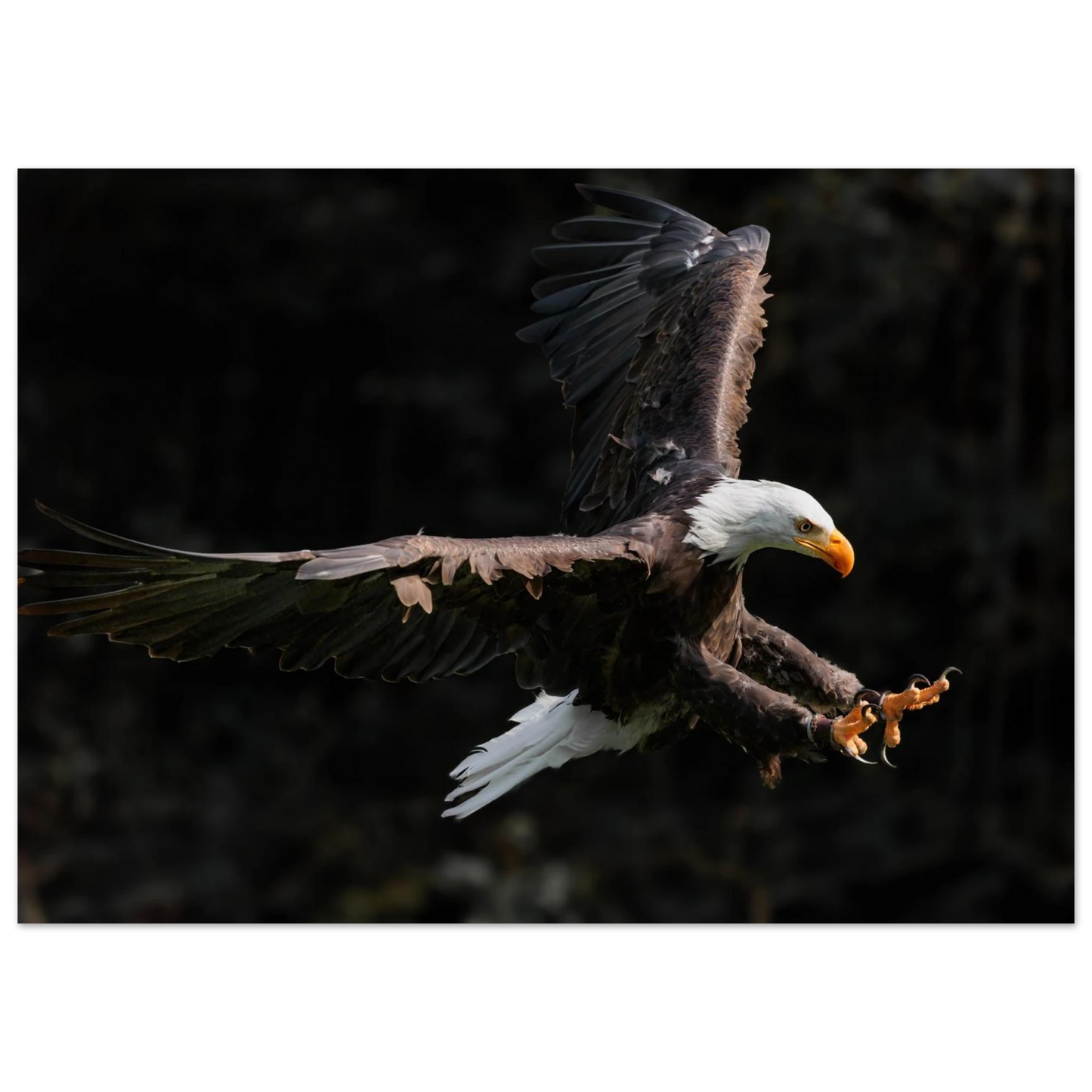 Wandbild majestaetischer weisskopfseeadler im flug freiheit staerke in ihrer wunschgroesse