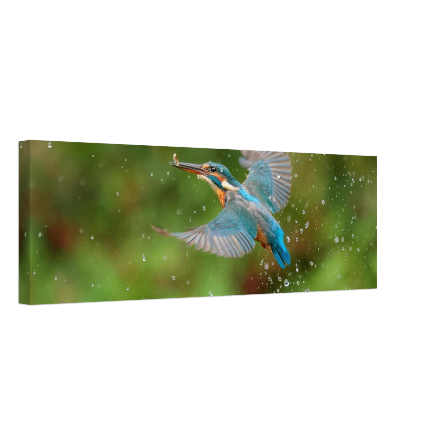 Wandbild eisvogel lebendige tierfotografie mit lebhaften blautoenen
