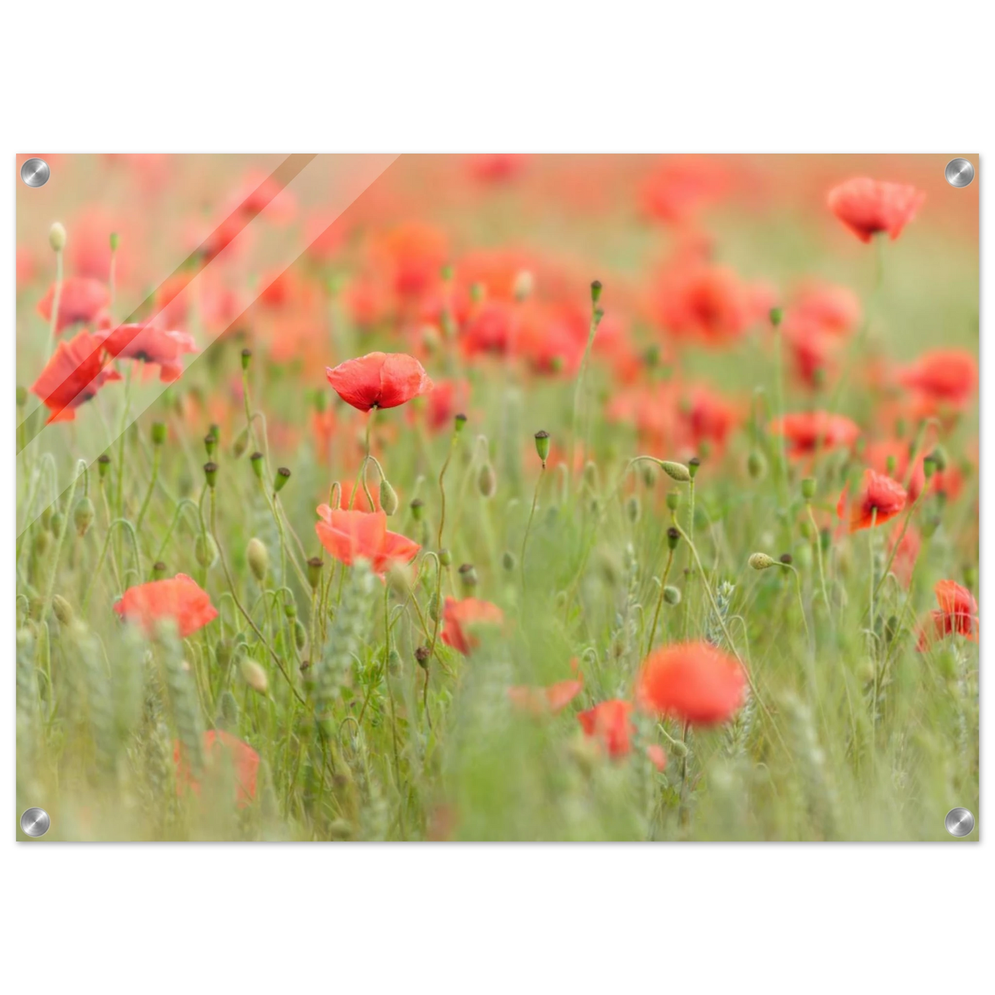 Wandbild vertraeumtes mohnblumenfeld ein stueck sommer fuer ihr zuhause in vielen groessen