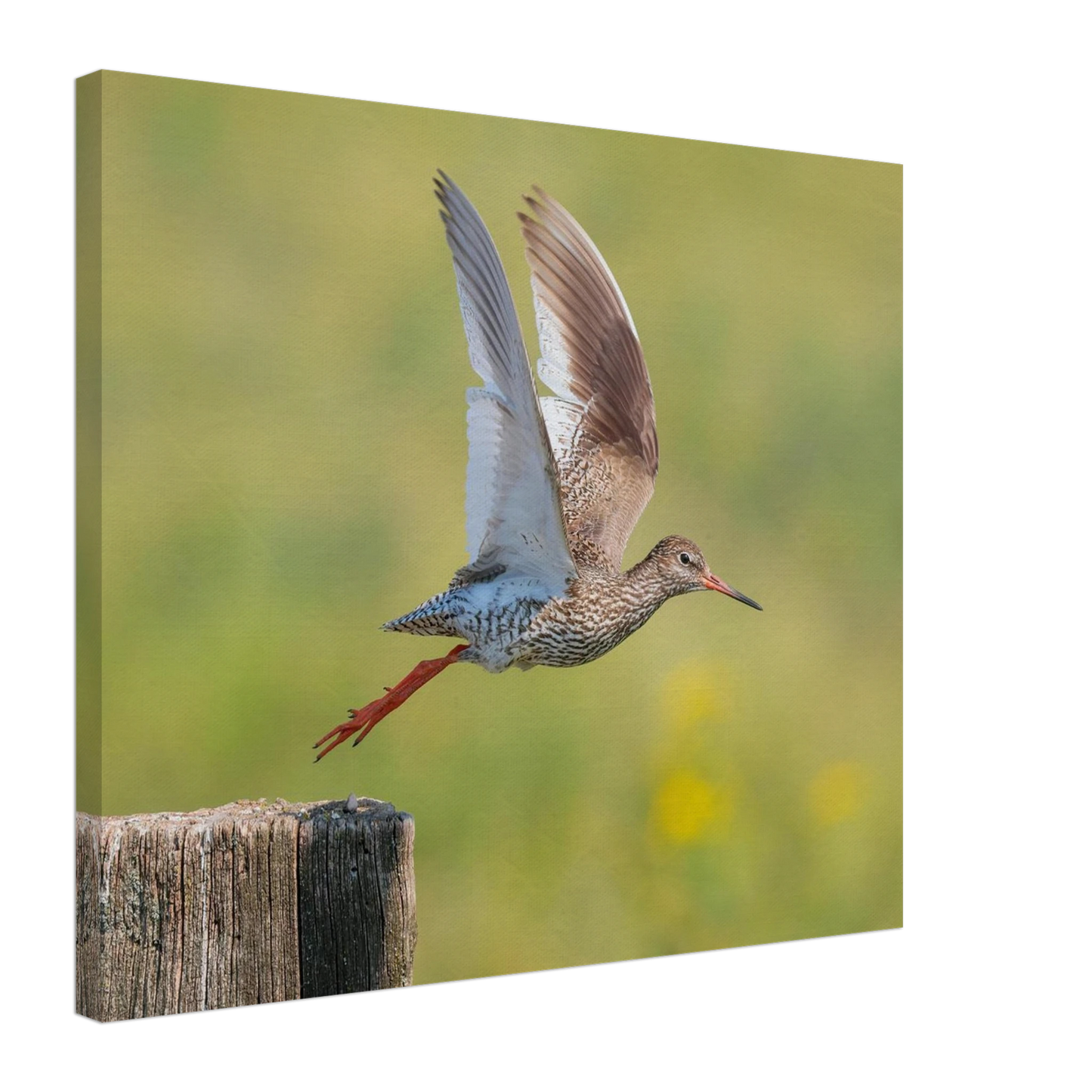 Wandbild der flug des rotschenkels dynamische tierkunst fuer ihr zuhause in vielen groessen erhaeltlich