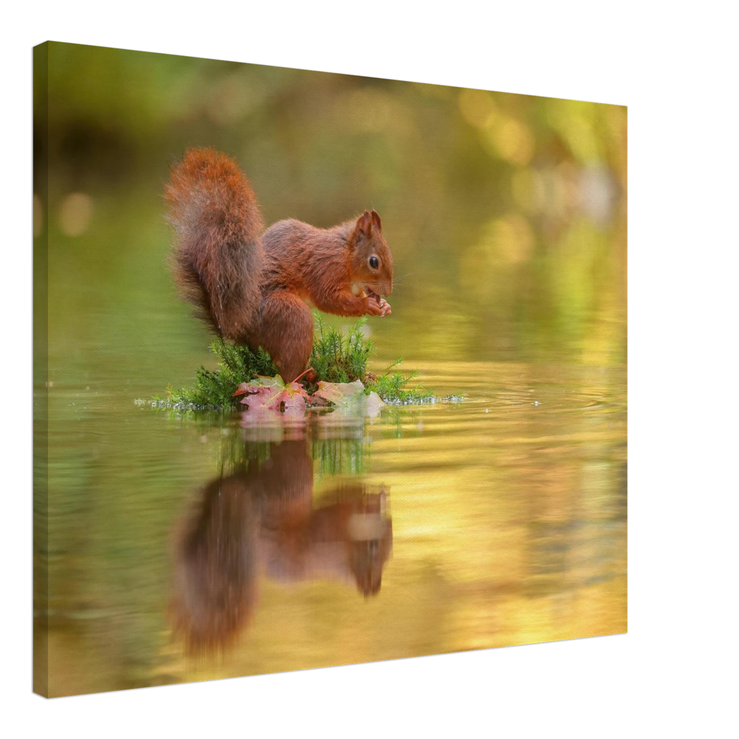 Wandbild bezauberndes eichhoernchen mit nuss lebendige wildtierkunst fuer ihr zuhause