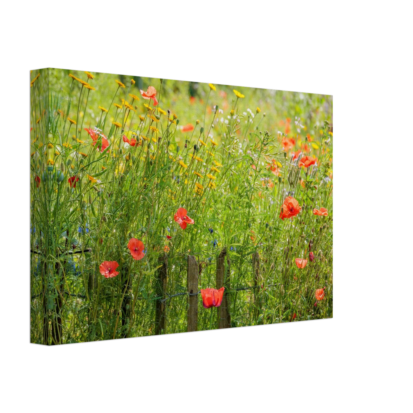Wandbild wildblumen feld rot gelb sonnige mohnblumen wiese als kunstdruck