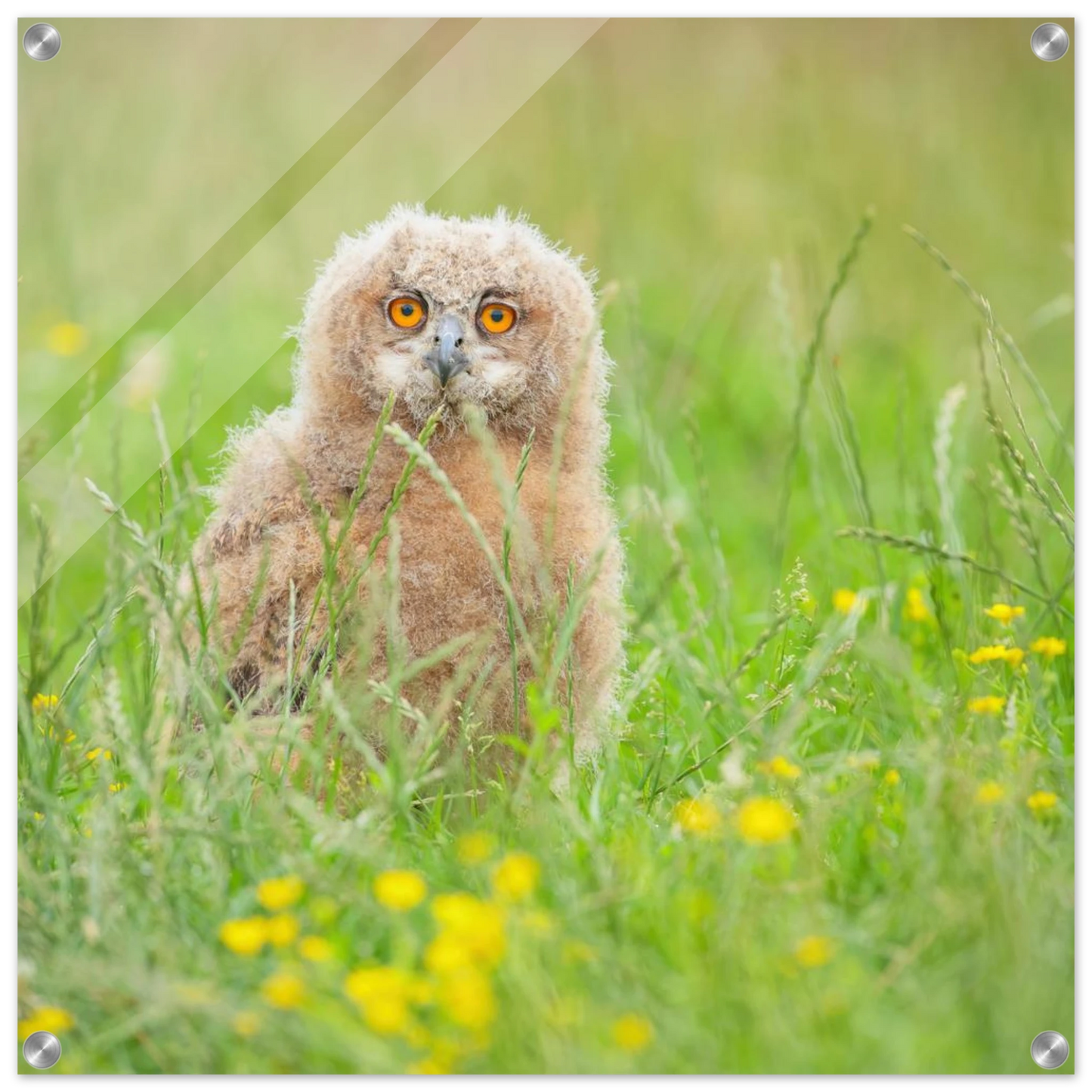 Wandbild junges eulenkueken im gras ein bezaubernder anblick fuer ihr zuhause in vielen groessen