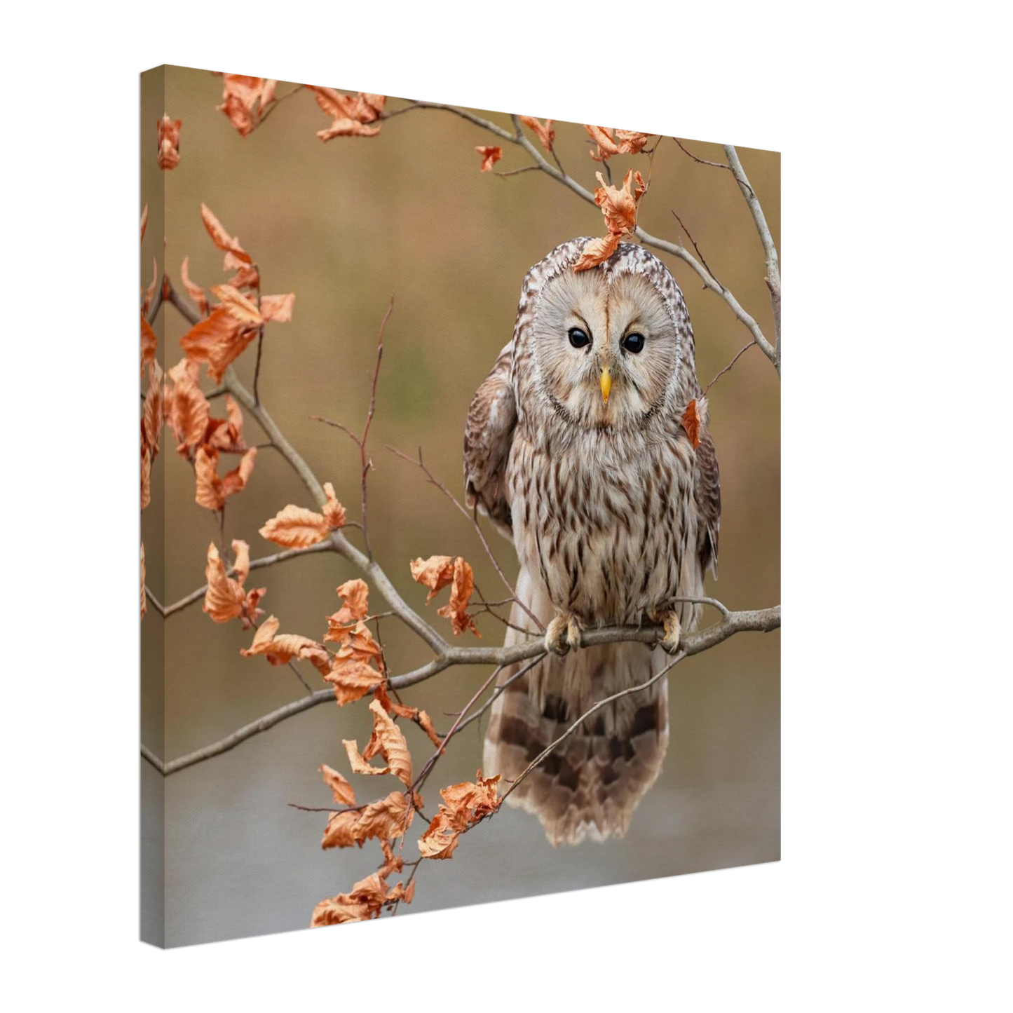 Wandbild majestaetische eule im herbstlaub einblick in die wildnis in verschiedenen groessen