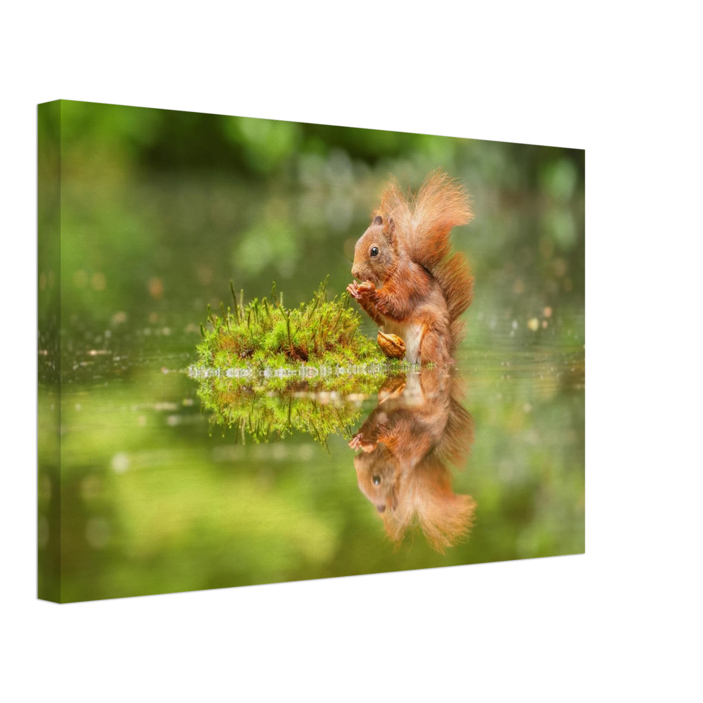 Wandbild bezauberndes eichhoernchen mit nuss ein spiegelbild der natur