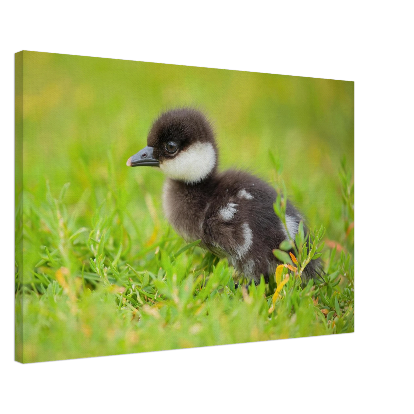 Wandbild bezauberndes entenkueken suesse tiermotive fuer kinderzimmer naturfreunde in vielen groessen