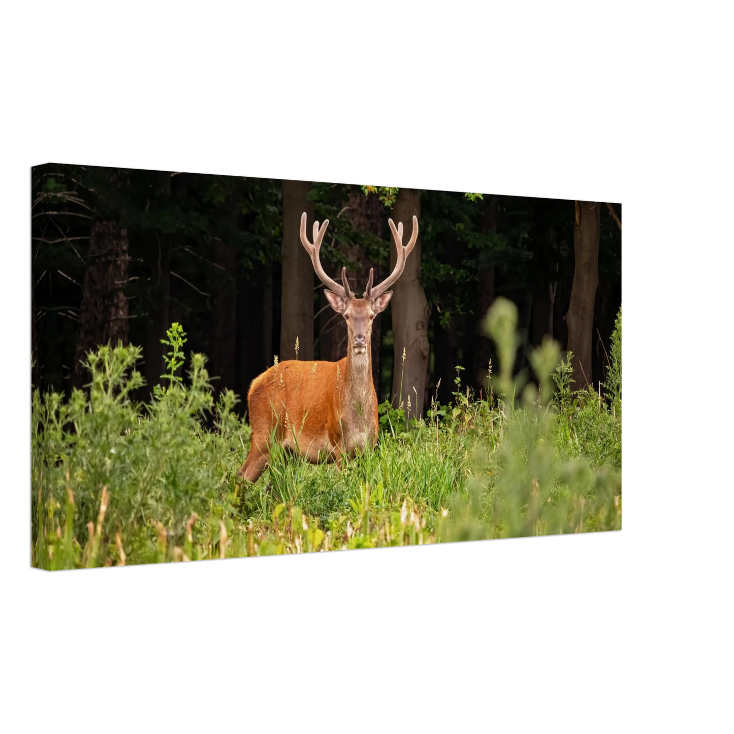 Wandbild majestaetischer hirsch im wald ein wildnis statement fuer ihr zuhause in verschiedenen groessen