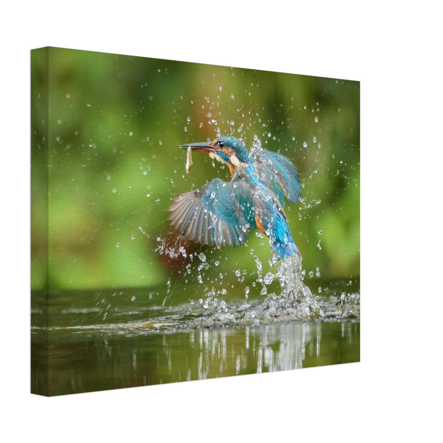 Wandbild eisvogel im sturzflug lebendige wildtierkunst fuer ihr zuhause