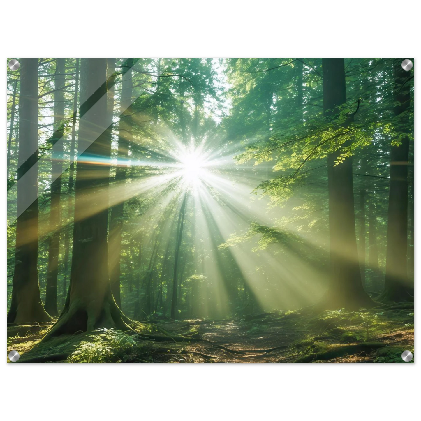 Wandbild sonnenstrahlen im wald mystisches waldlicht kunstdruck in ihrer wunschgroesse