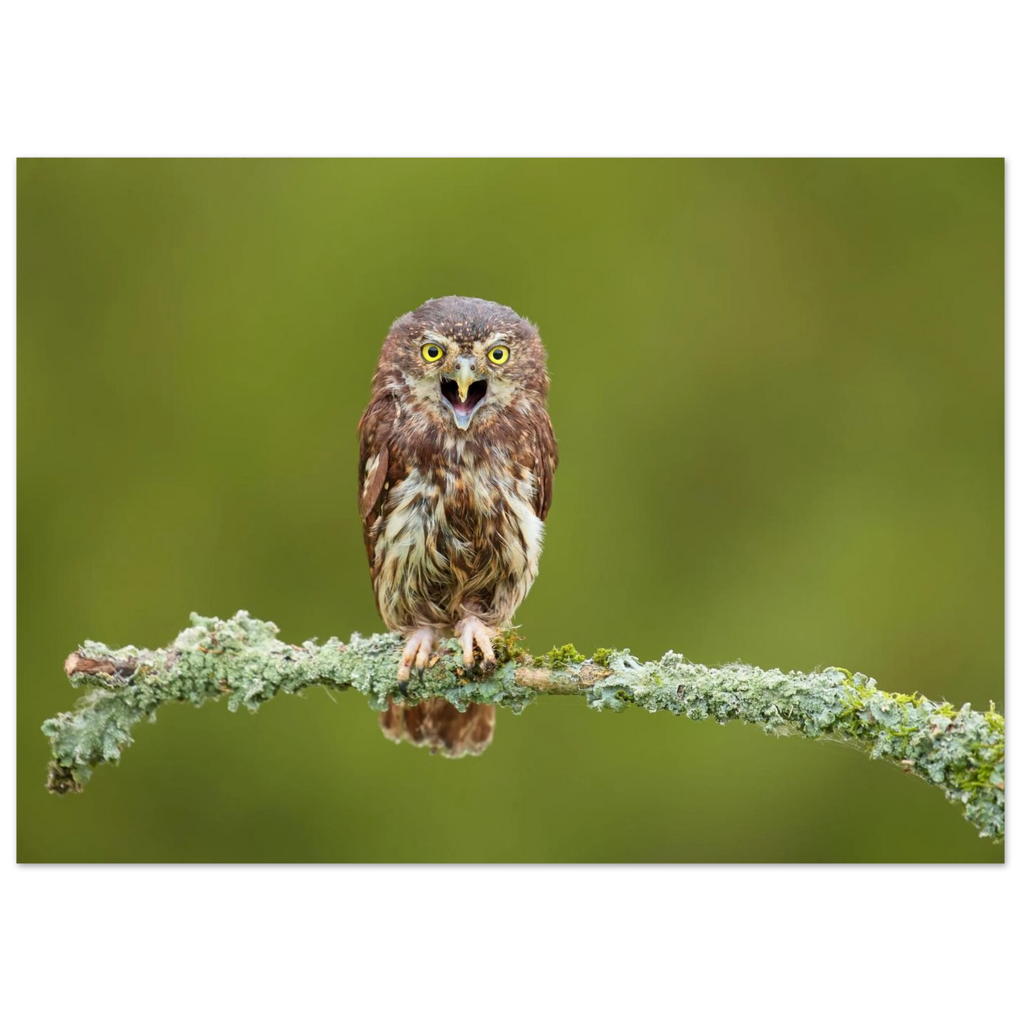 Wandbild rufer der wildnis faszinierendes eulen portraet mit leuchtenden augen fuer ihr zuhause