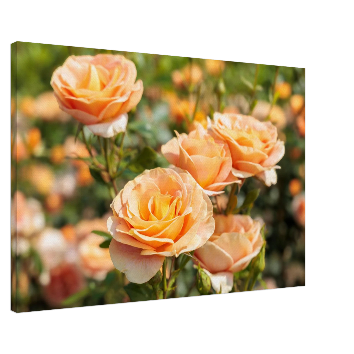 Wandbild romantische pfirsichrosen im sonnenschein botanische kunst fuer ihr zuhause in vielen groessen