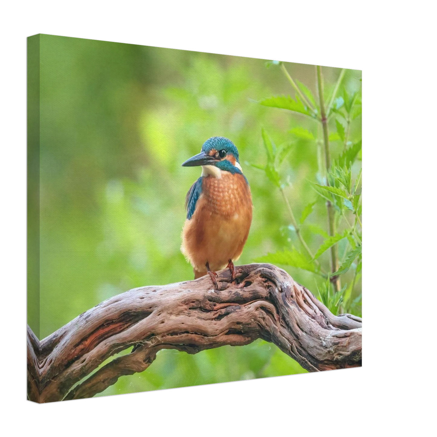 Wandbild eisvogel lebendige naturkunst fuer ihr zuhause in ihrer wunschgroesse 2