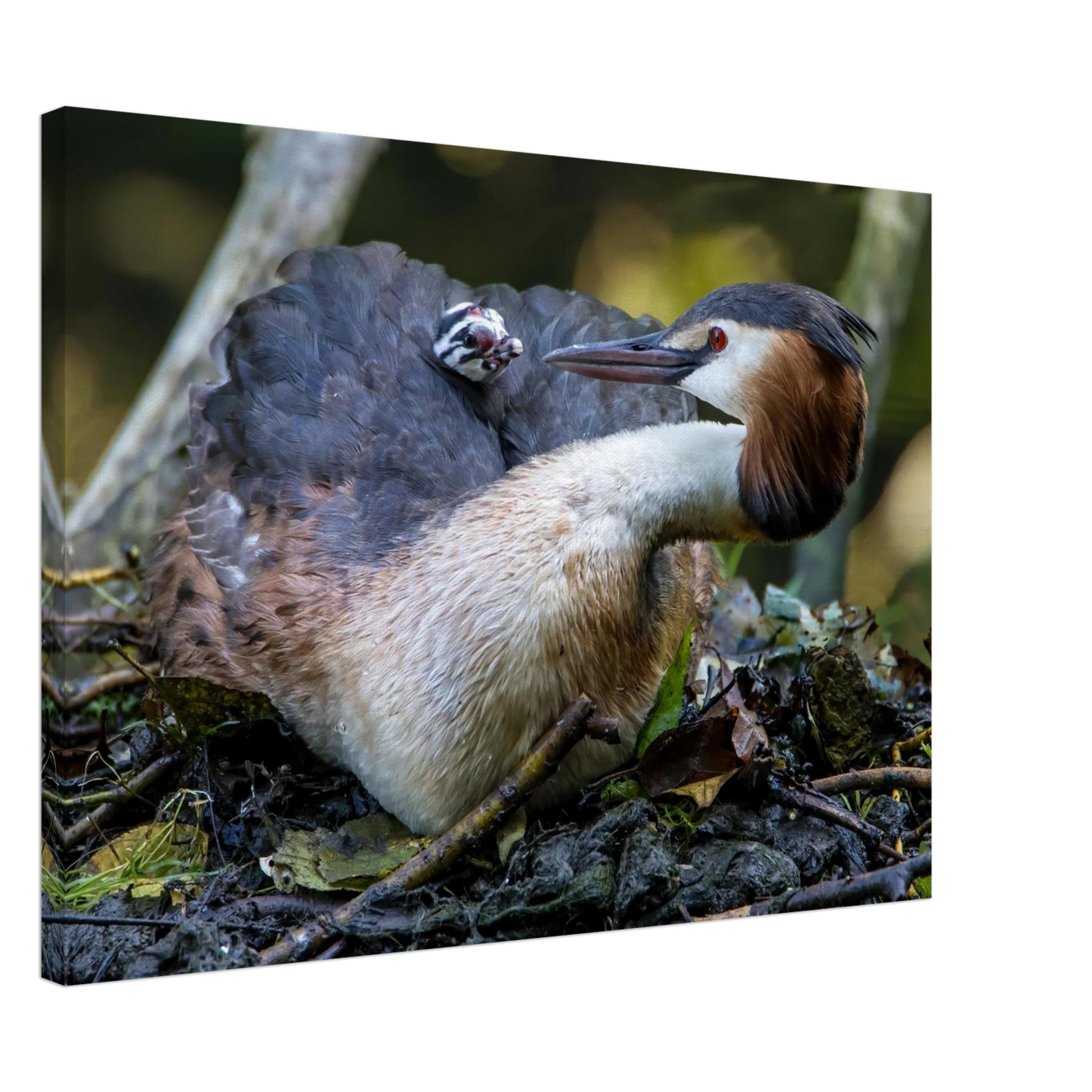 Wandbild zaertliche grosse haubentaucher familie naturgetreuer kunstdruck in ihrer wunschgroesse