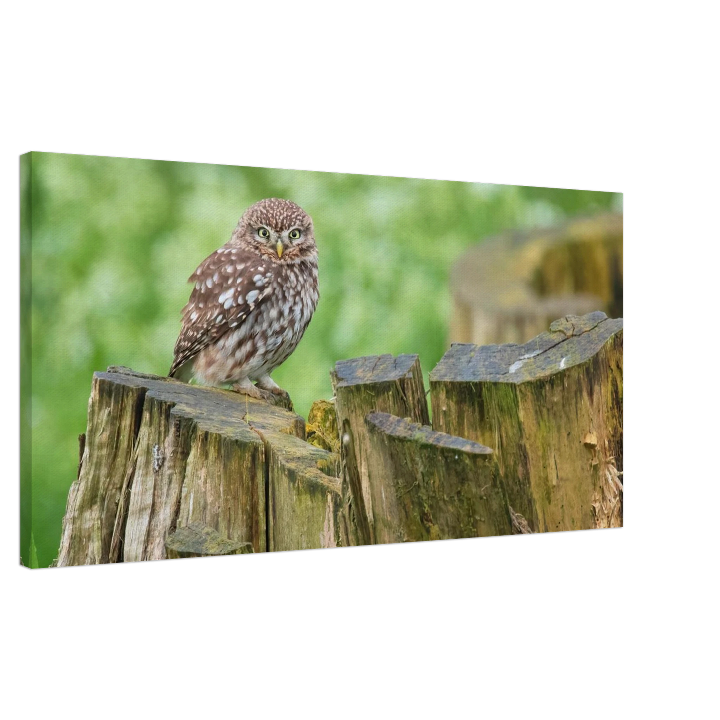 Wandbild mystische kleine eule faszinierendes kunstwerk fuer natur und tierliebhaber in vielen groessen