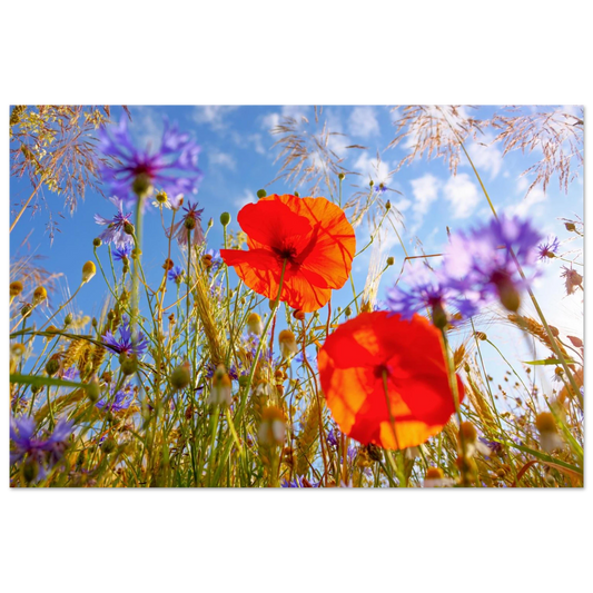 Wandbild lebendige wildblumenwiese mohnblumen kornblumen unter blauem himmel