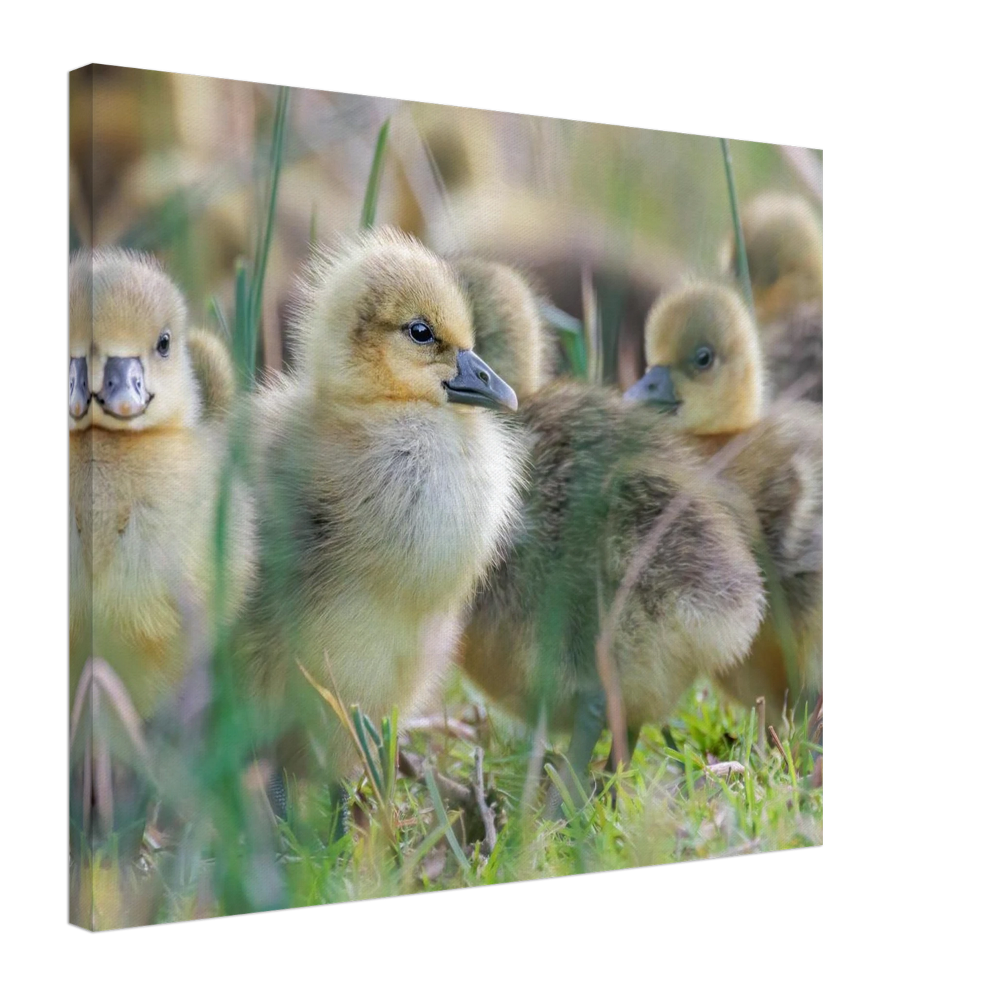 Wandbild kueken in zartgruen und gold suesse baby gans kunst in vielen groessen