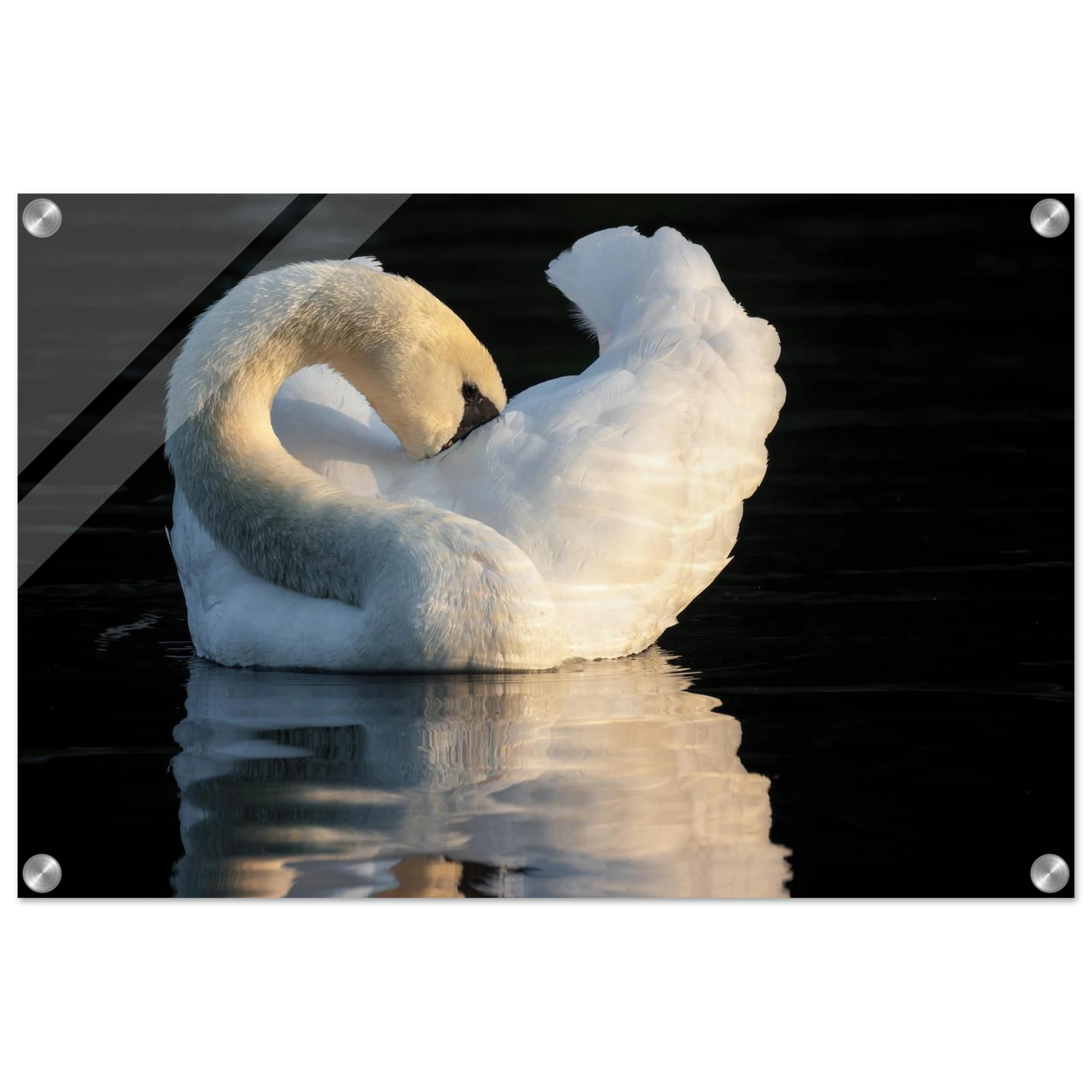 Wandbild schwan bei sonnenuntergang elegante wandkunst fuer ihr zuhause