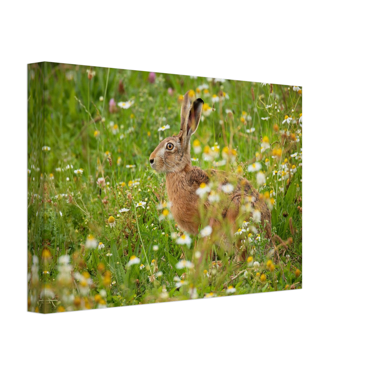 Wandbild Idyllische hasenwiese wandbild waehle dein wunschformat