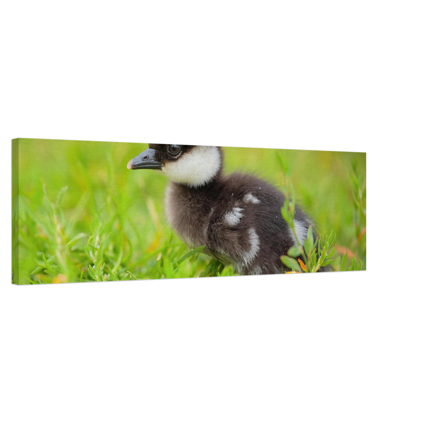 Wandbild bezauberndes entenkueken suesse tiermotive fuer kinderzimmer naturfreunde in vielen groessen