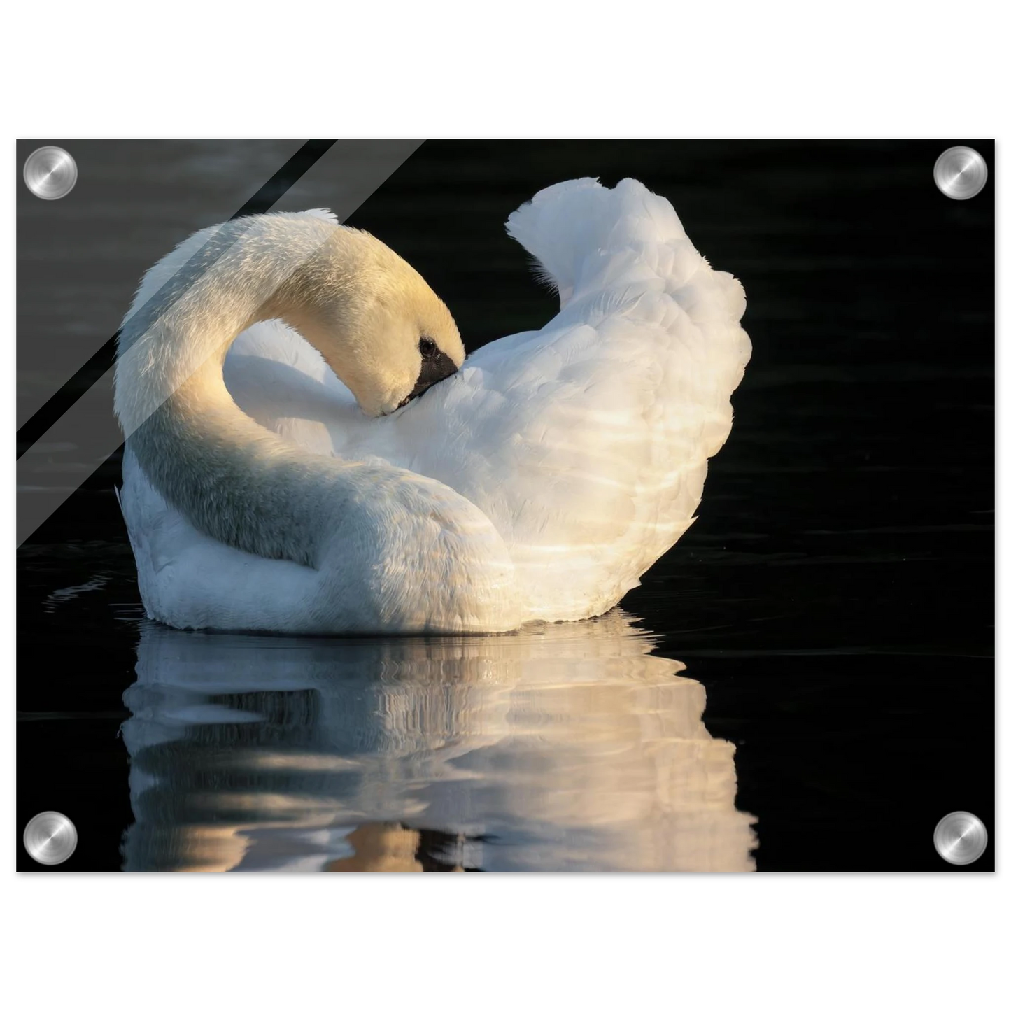 Wandbild schwan bei sonnenuntergang elegante wandkunst fuer ihr zuhause